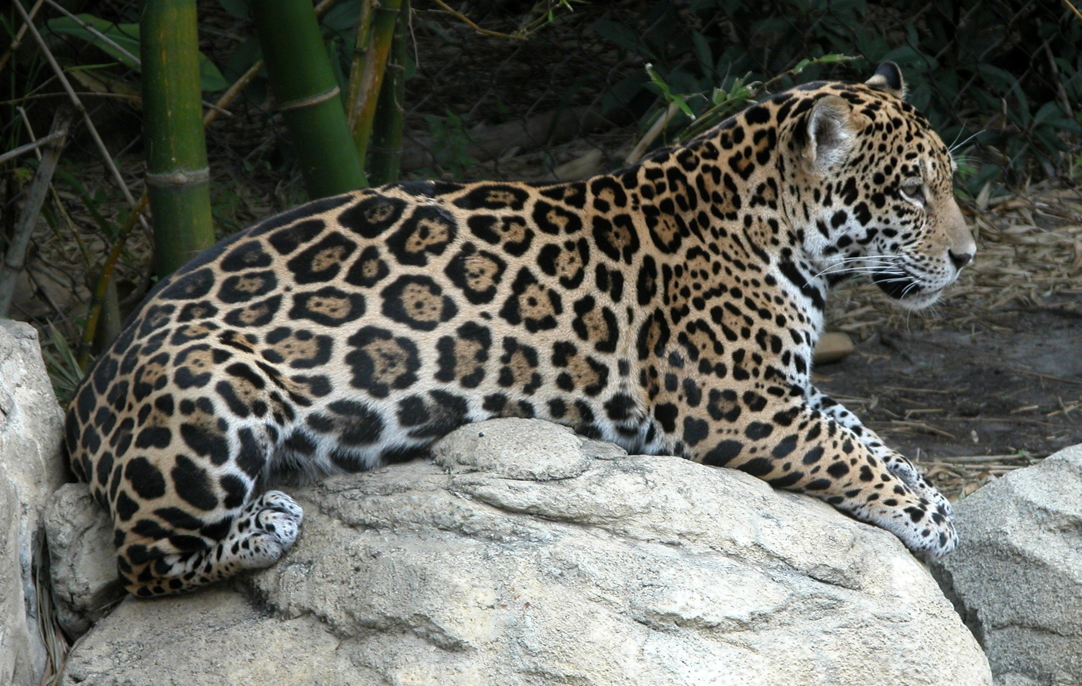 Животные с пятнами. Берберийский леопард. Пятнистый Ягуар. Окрас ягуара. Пятнистый Ягуар животное.