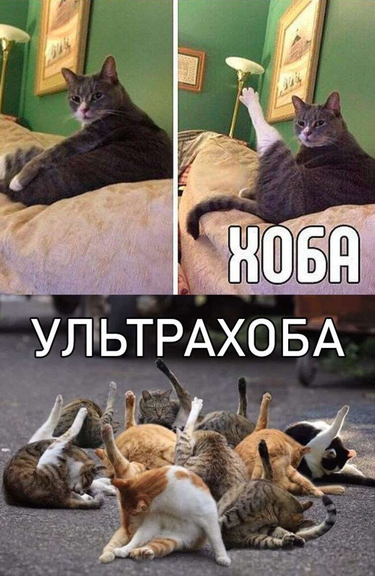 Хоба мем. Хоба. Кошка хоба. Хоба кот Мем.