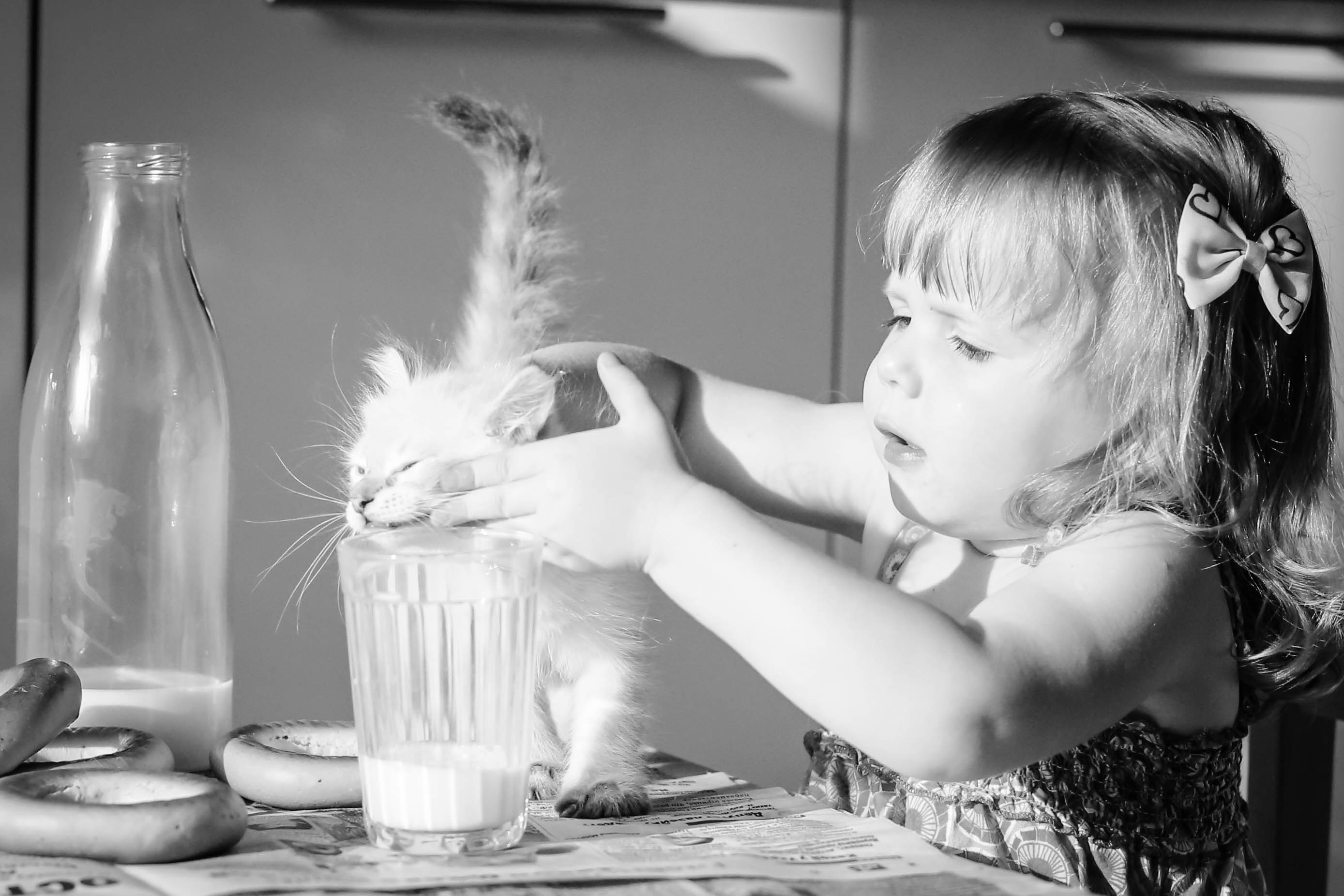 Желаю расти большими. Смешная маленькая девочка. Маленькая девочка с белым котом. Кот и молоко. Пьет молоко.