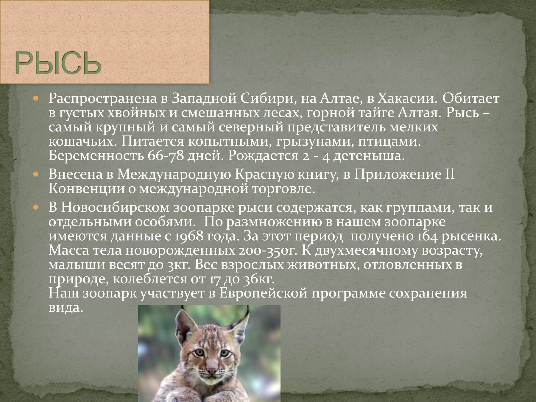Сообщение животные Западной Сибири