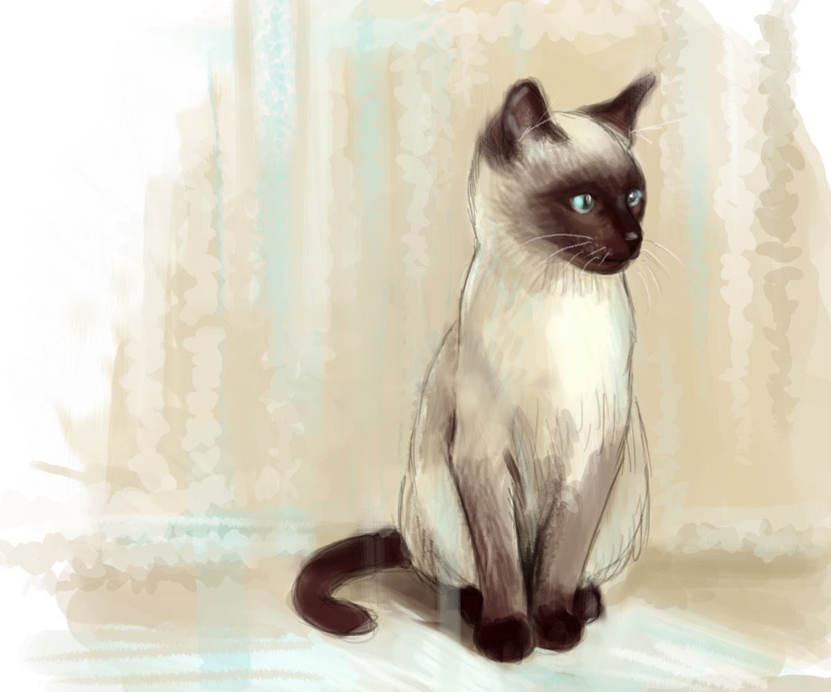 рисунки сиамской кошки карандашом