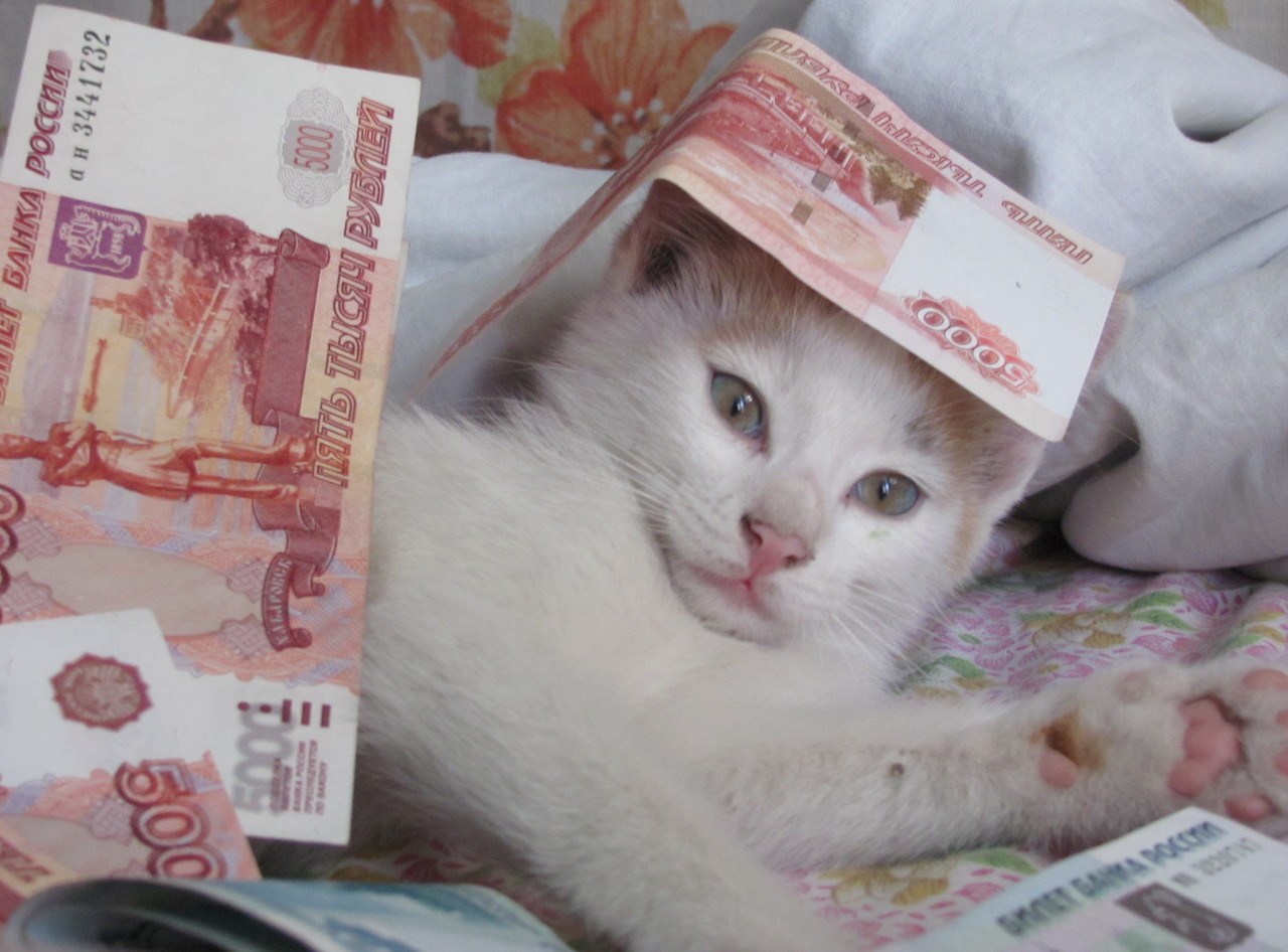 Милый котик деньги