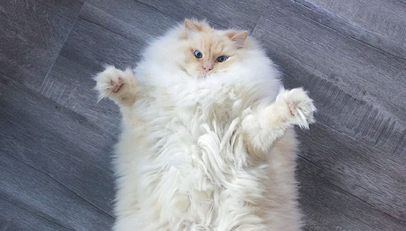 Красивые киски толстых. Персидская Сибирская длинношерстная. Флаффи Рэгдолл. Длинношерстный Рэгдолл рыжий. Персидская длинношерстная кошка Джуно.