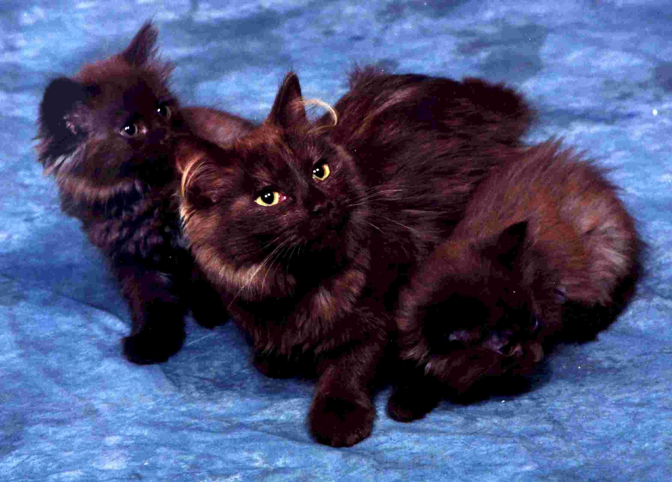 Кошки тиффани шантильи. Шантильи Тиффани. Йоркская шоколадная кошка шантильи Тиффани. Шантильи (Тиффани-шантильи). Шантильи Тиффани котята.