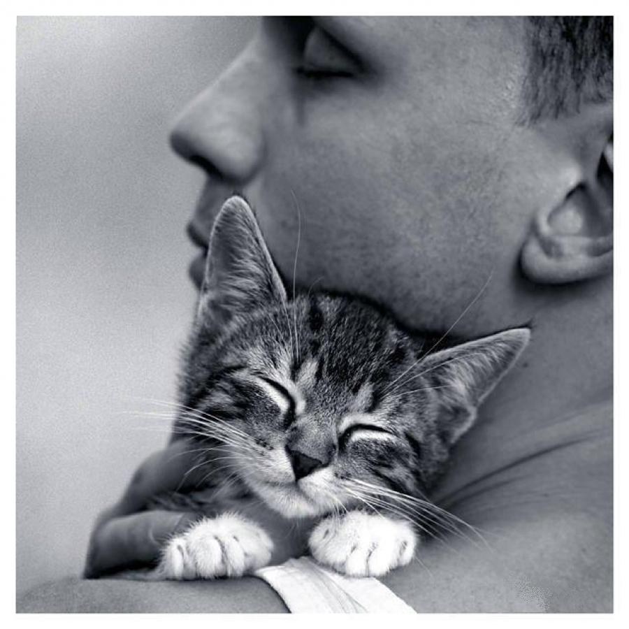 Мужчина любящий кошку. Мужчина с котенком. Парень с кошкой. Мужчина обнимает котенка. Парень обнимает кошку.