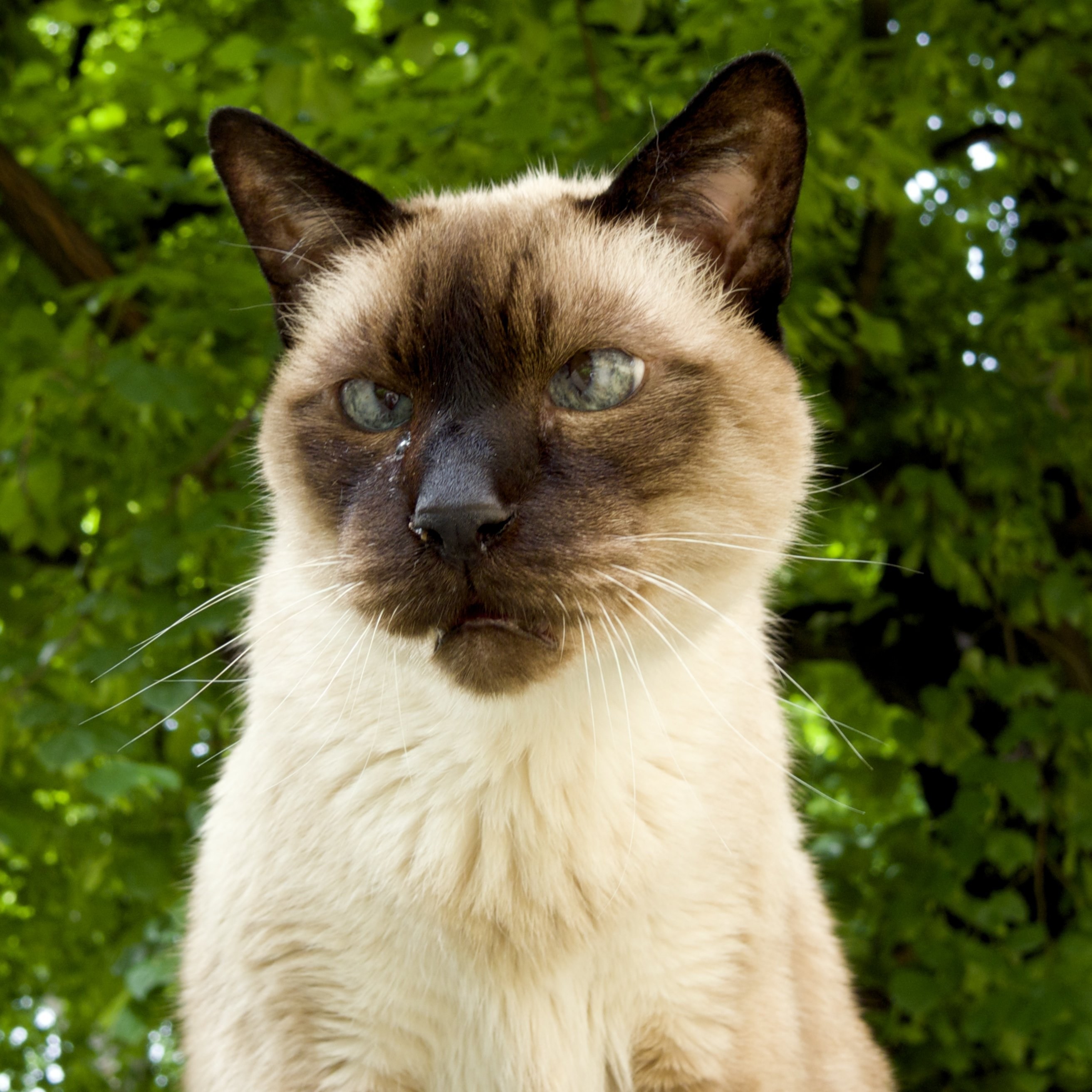 Сиамская кошка Лесная
