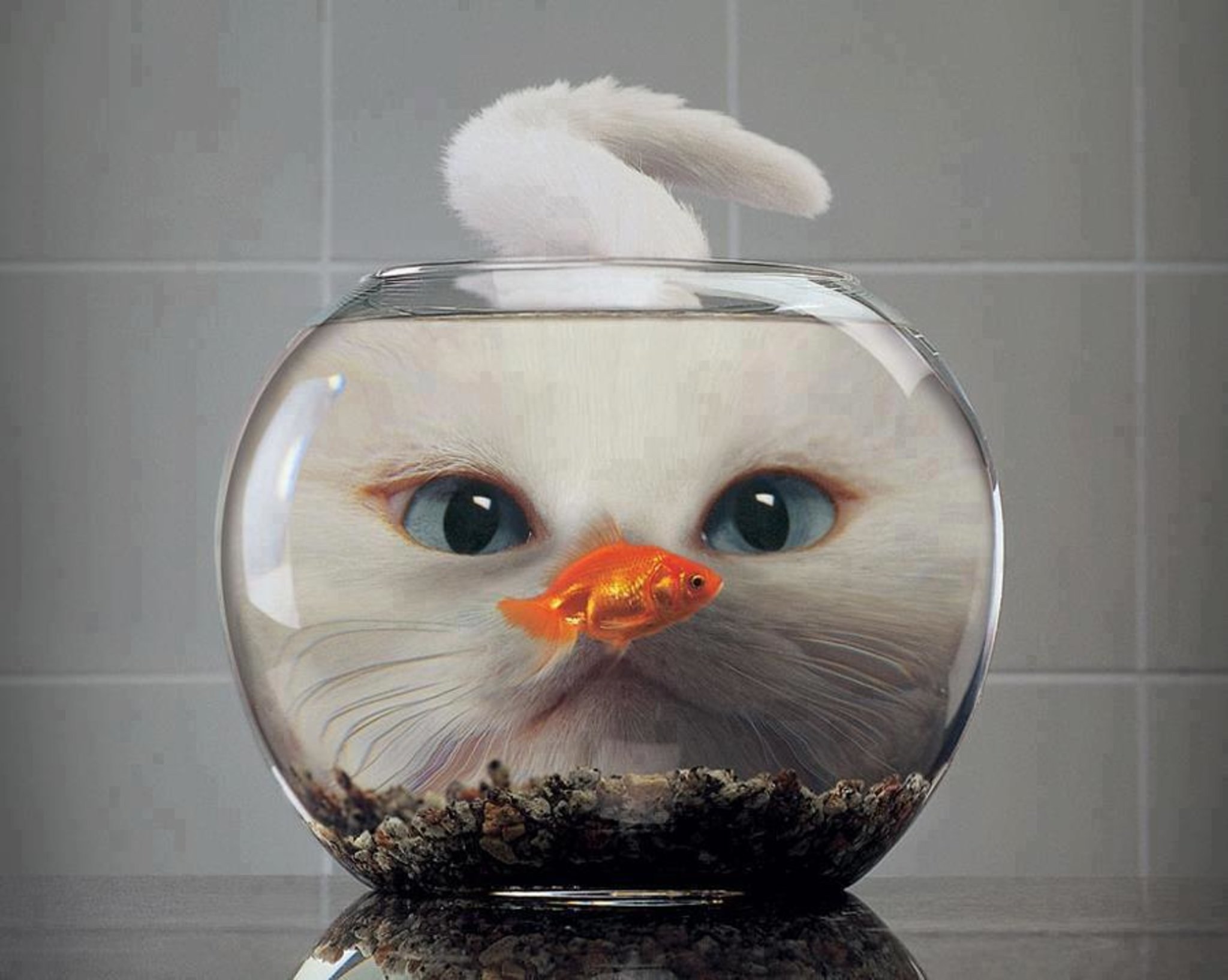 Кот и рыбка в аквариуме