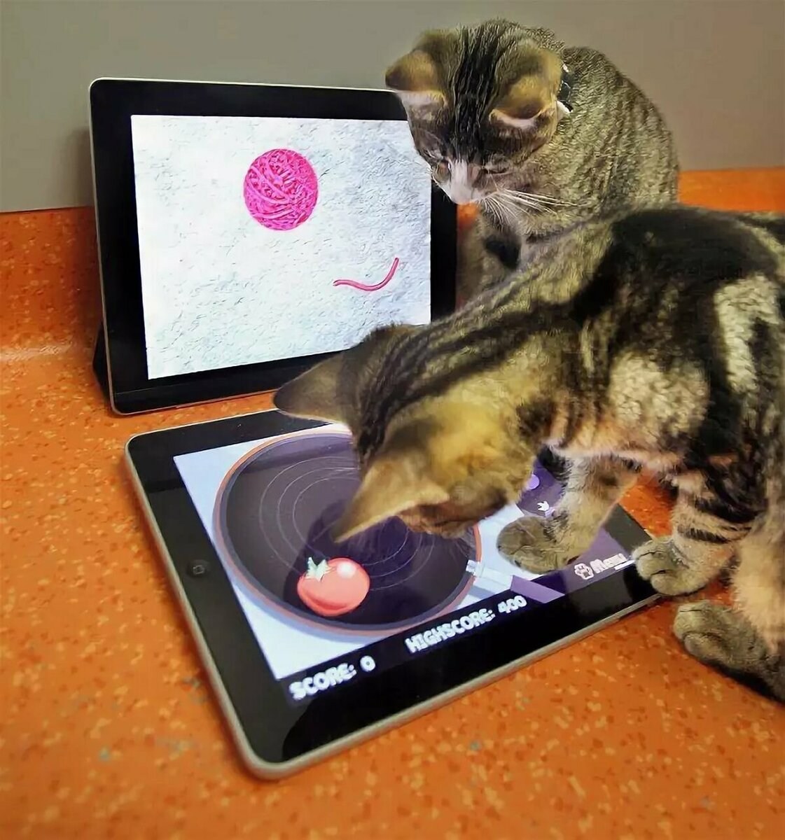 Можно играть в телефоне том. Кошка с планшетом. Виртуальные животные. Котик с планшетом. Кот играет.