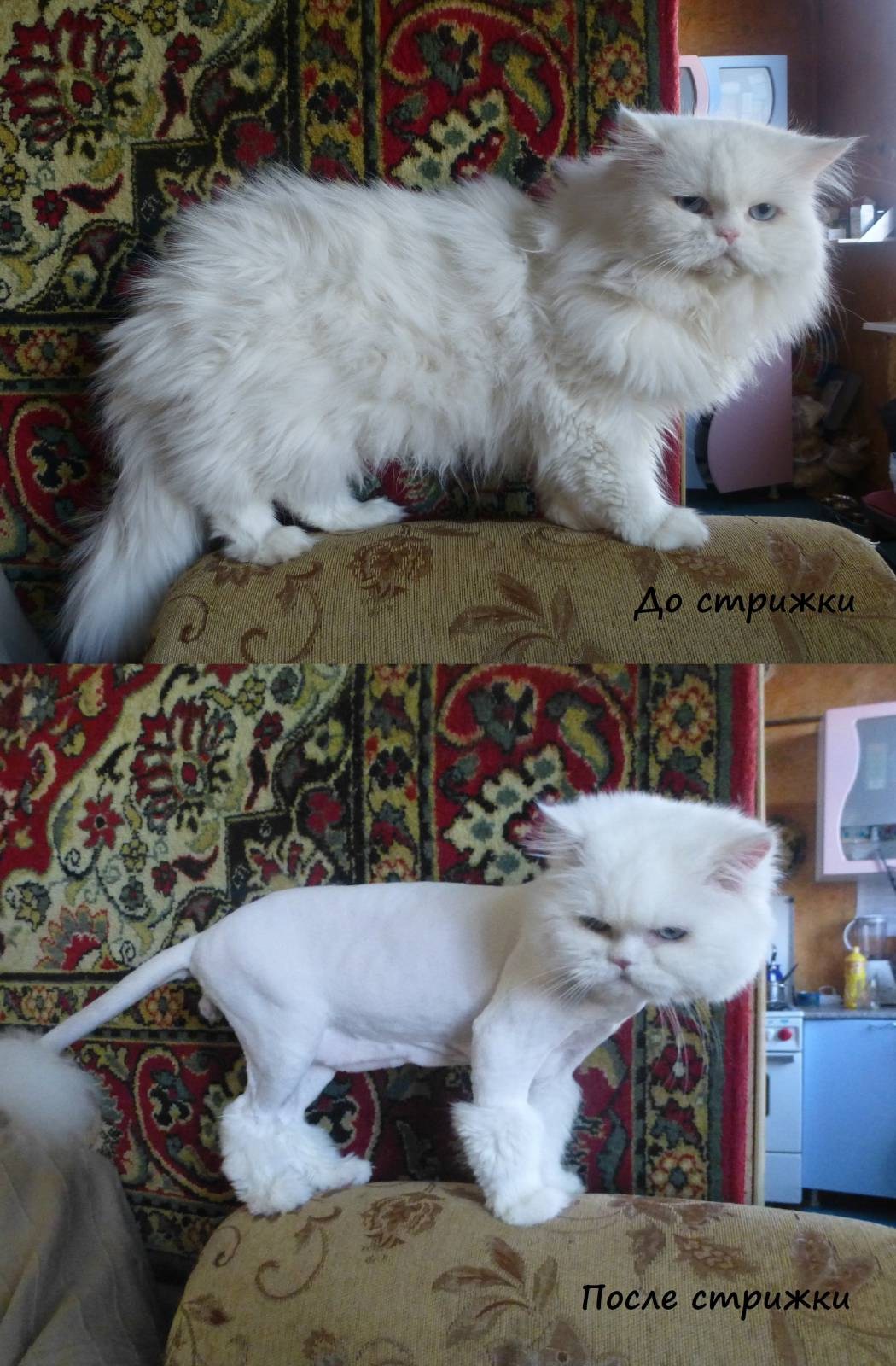 Стрижки для белых кошек
