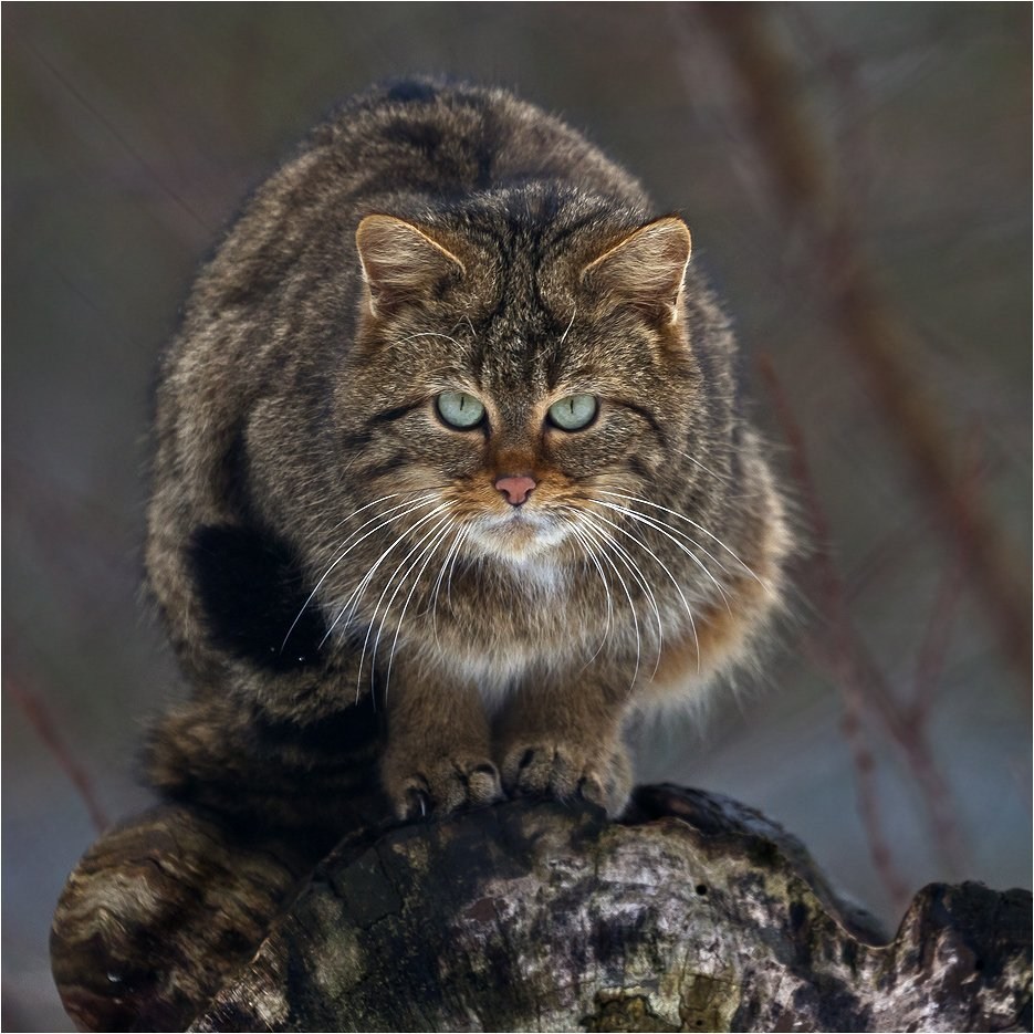 Шотландский Лесной Кот
