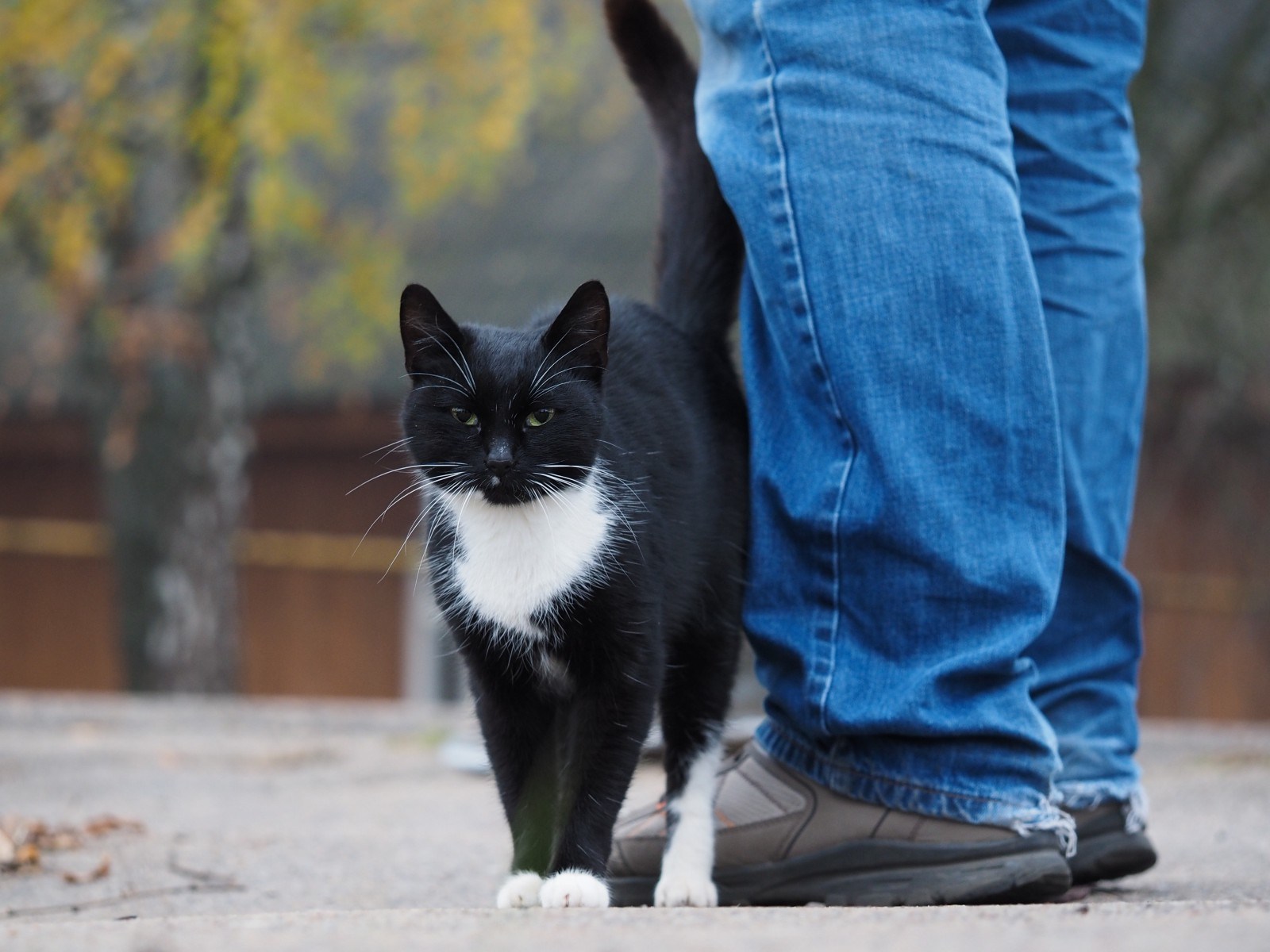 Кошки когда можно на улицу. Кошка трется. Кот трется об ноги. Черный котенок на улице. Черный кот Бездомный.