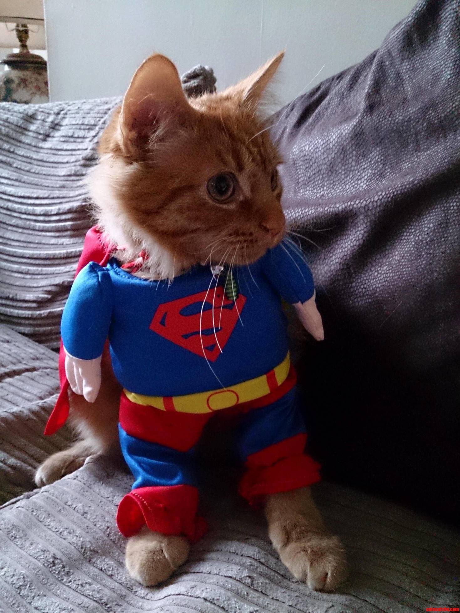 Super cat. Коты Супергерои. Кот Супергерой. Супер кошка. Кошки и суп.