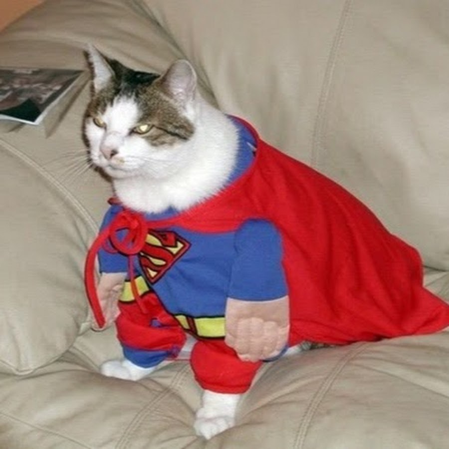 Коты в костюмах супергероев