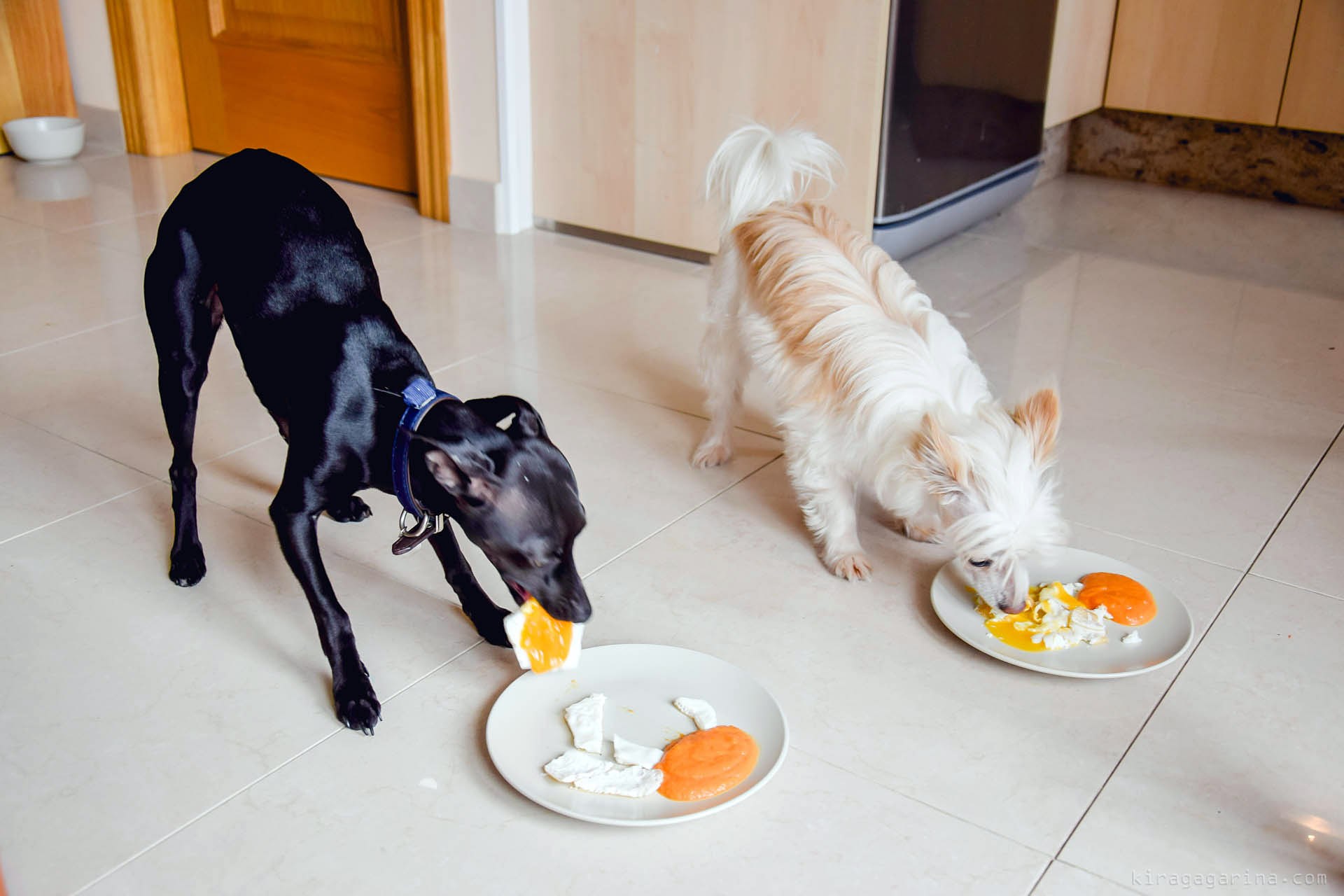 Почему собака жрет. Еда для домашних животных. Животные и еда. Домашние животные питание. Питание собак.
