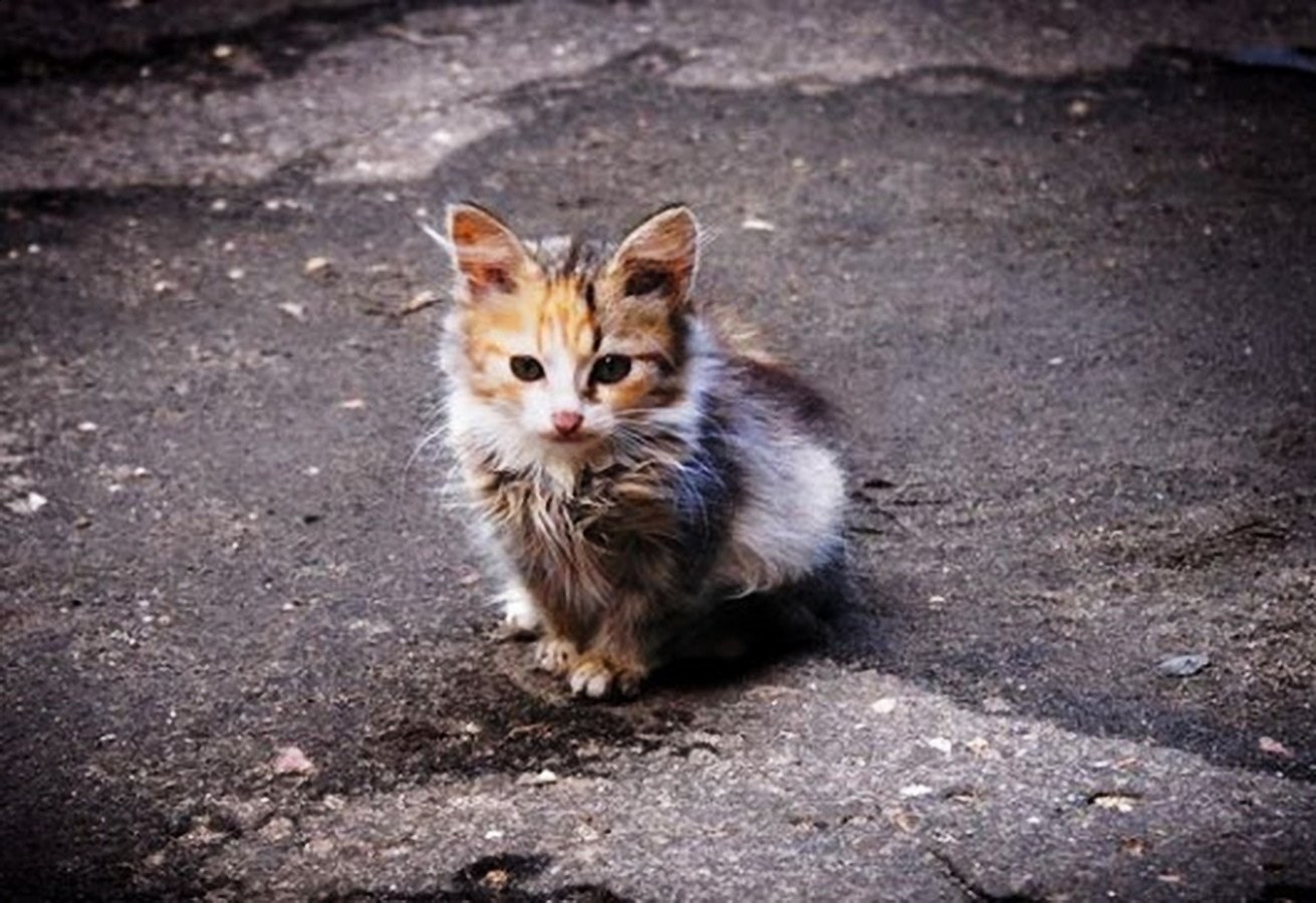 Кошки и котята улицы. Бездомные котята. Бездомный кот. Бедный котик. Уличный котенок.