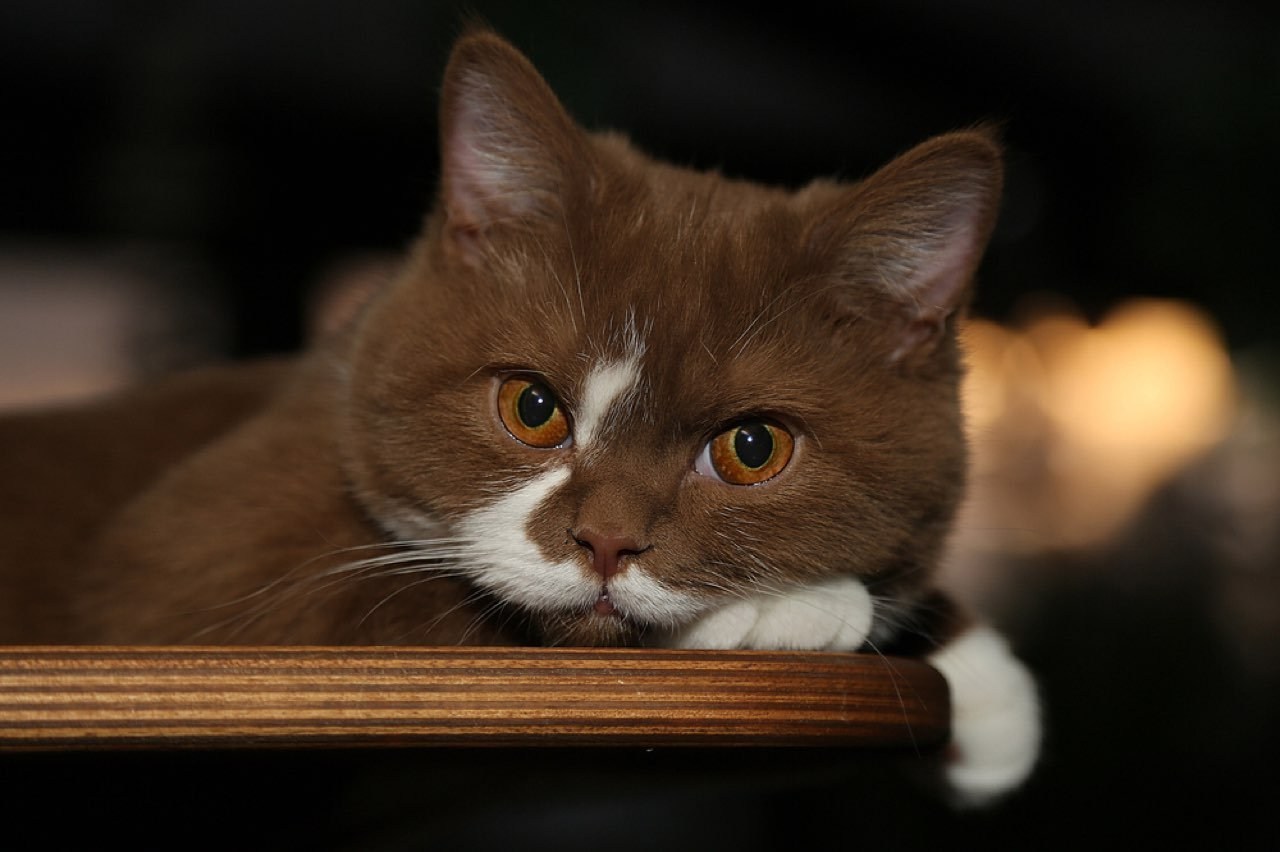 Фото бело коричневый. Британец биколор шоколадно белый. Коричневый кот. Коричневая кошка. Шоколадный кот.