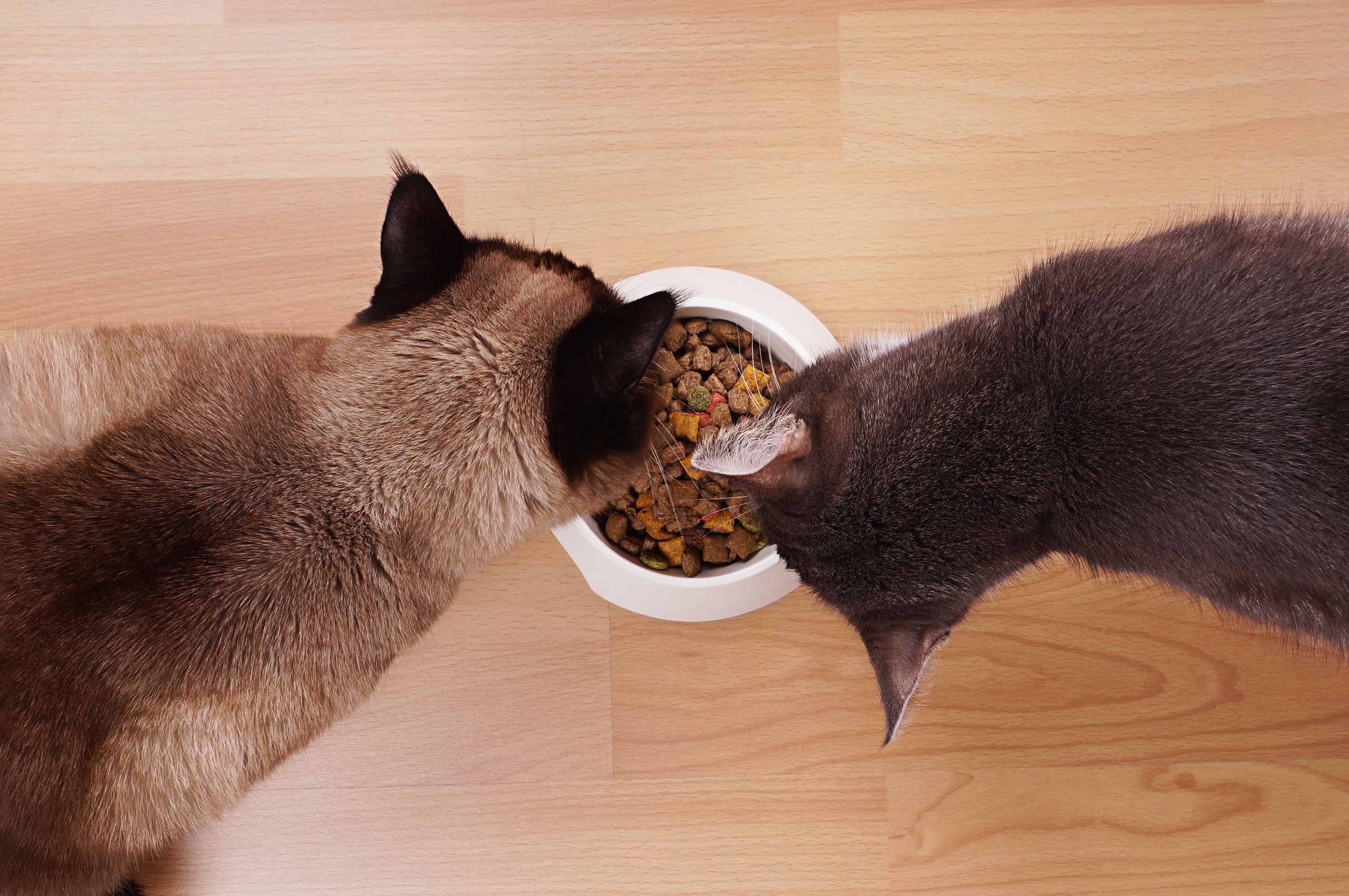 Можно ли кормить кота только сухим. Корм для кошек. Кошка кушает. Котик кушает. Кот жрет.