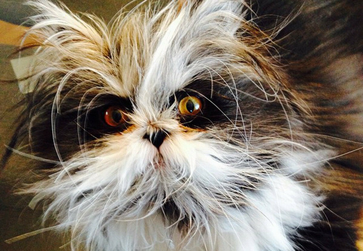 Злой небритый. Атчум персидский. Атчум персидский кот. Кот Чихун порода. Лохматые коты Атчум.