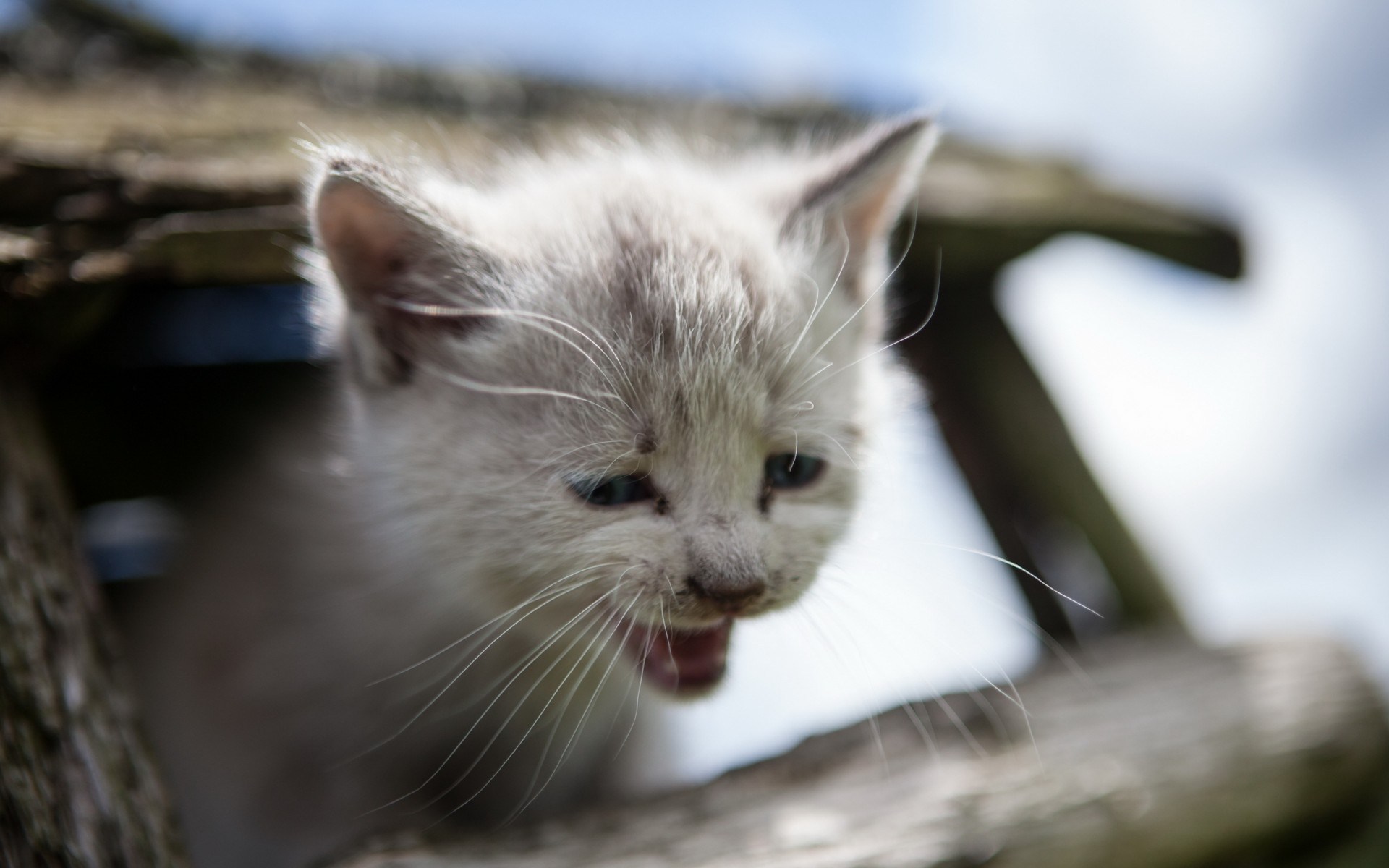 Sad cat. Грустный котенок. Кошка плачет. Печальный котенок. Грустная кошечка.