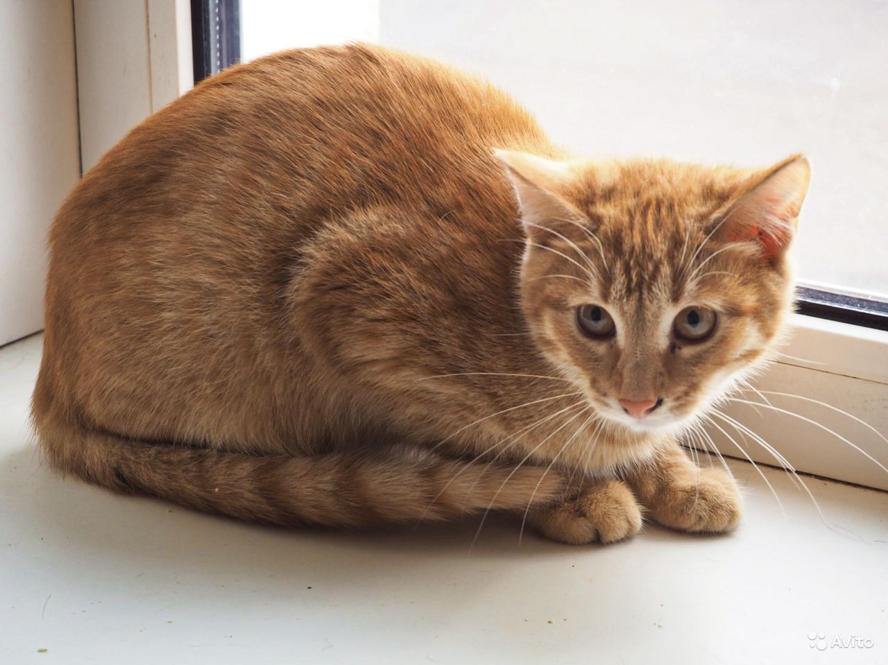 Сибирская кошка рыжая короткошерстная. Рыжик котик. Сибирские Рыжик котята. Кошка Александрова.