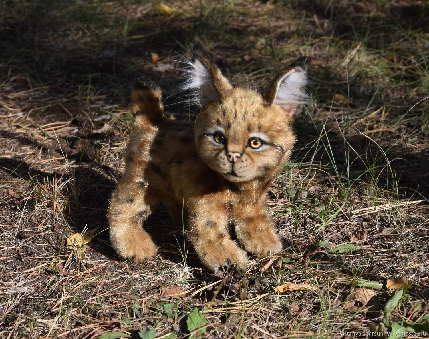 Фото шляпы кота рысь