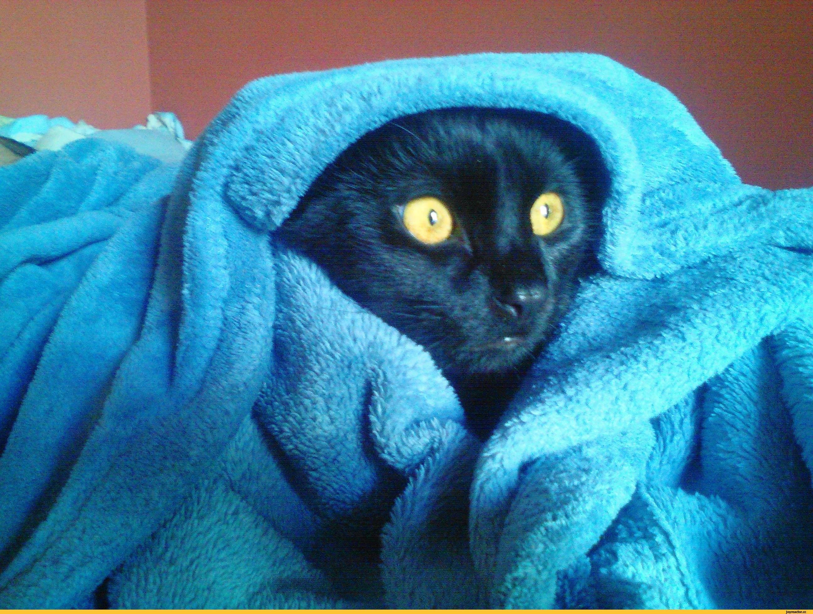 Кот в полотенце. Черный кот под одеялом. Кот под одеялом. Черный котенок под одеялом. Кот из под одеяла.