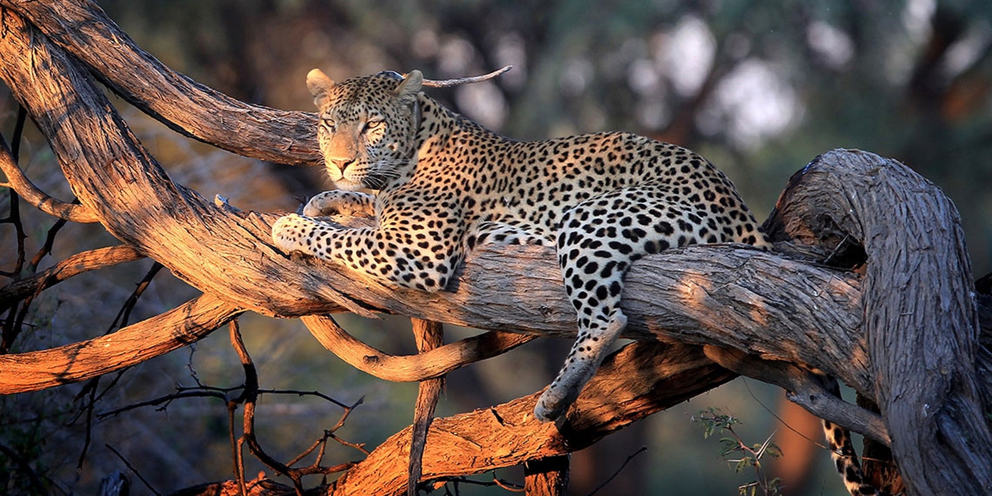 Видео диких хищников. Южноафриканский леопард. Леопард в саванне. Леопард Саванна Кения. Сомалийский леопард.