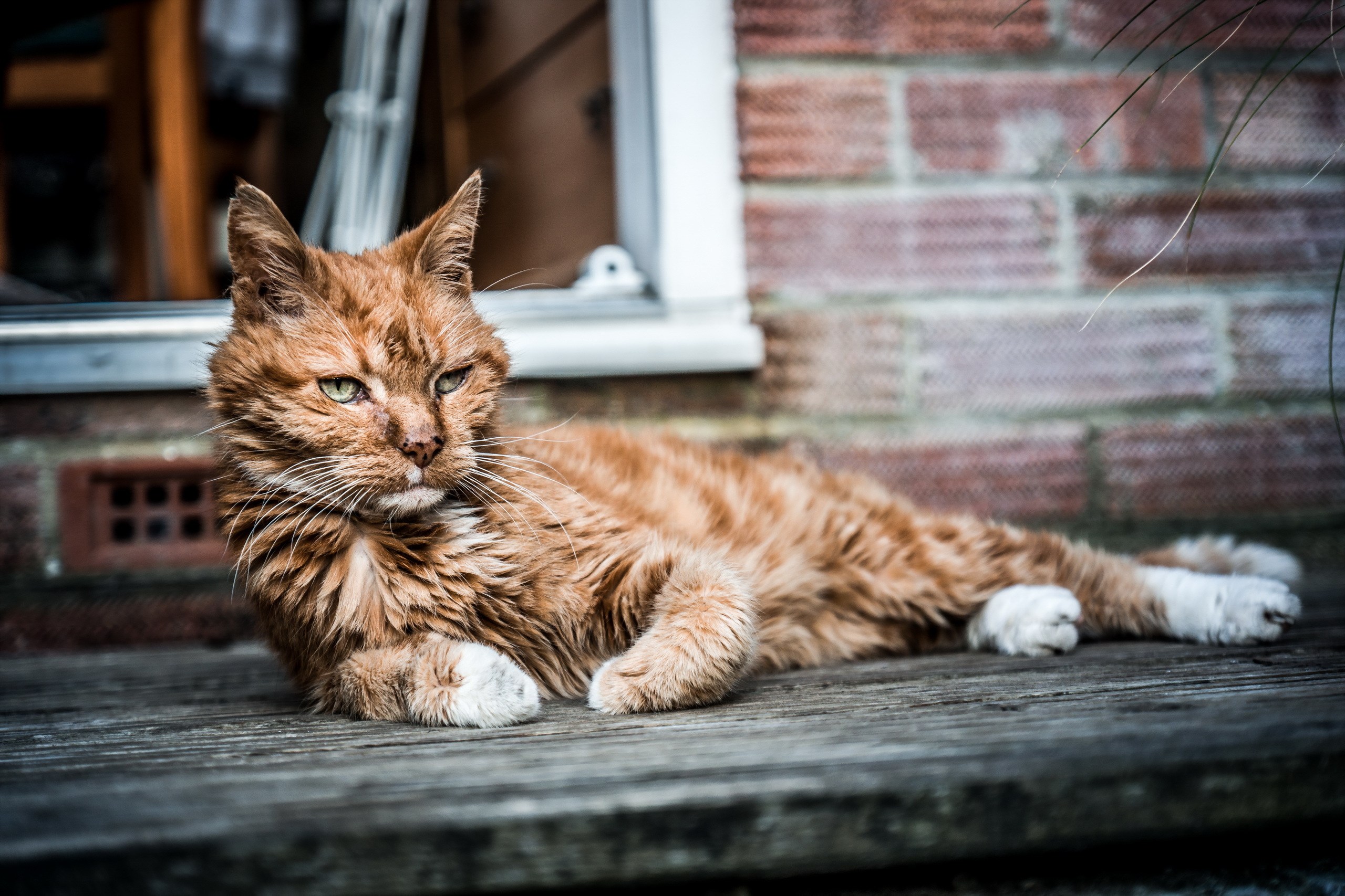 Старая кошечка. Старый кот. Рыжая кошка. Рыжий дворовый кот. Старый рыжий кот.