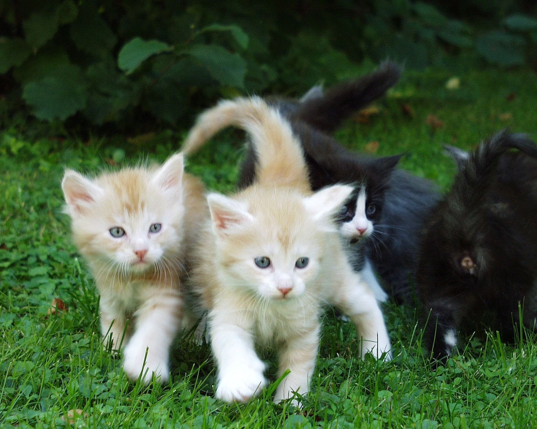 Купить новую кошку. Мейн-кун. Фото котят милых и пушистых. Котята Близнецы. Maine Coon Kitten.