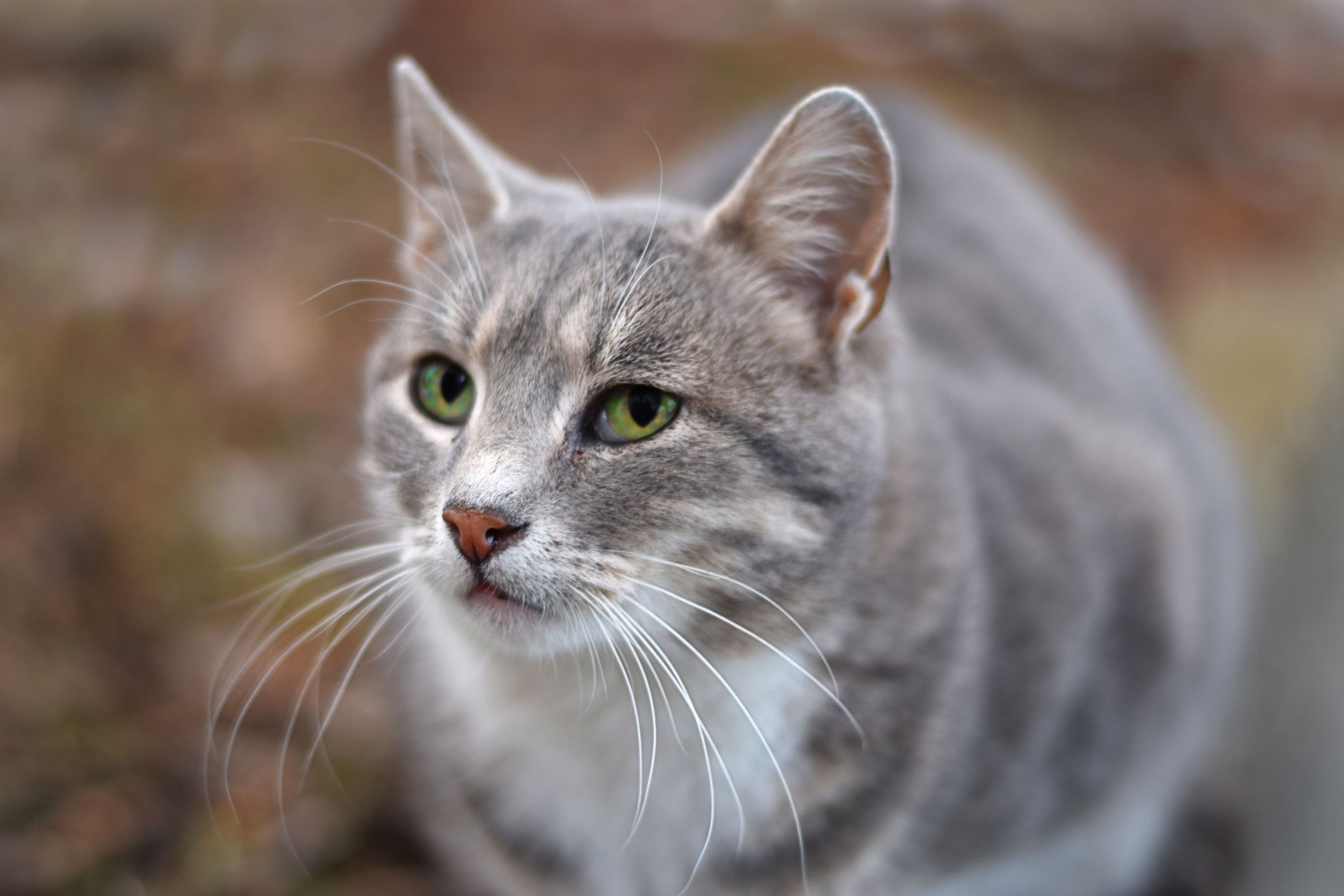 Female cat. Молодая кошка. Кошки Мале%d.