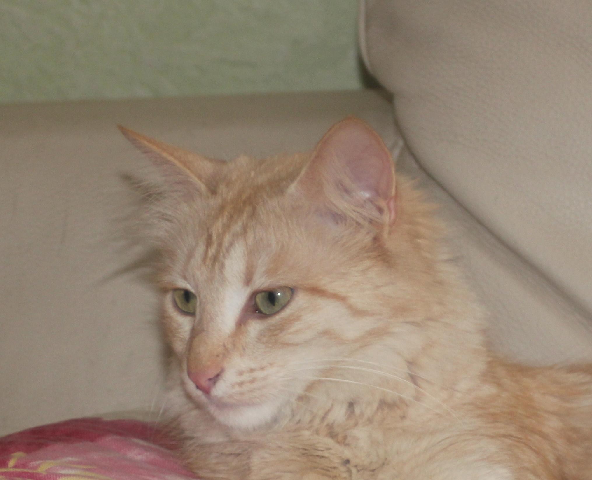 Ангорская Сибирская кошка рыжая