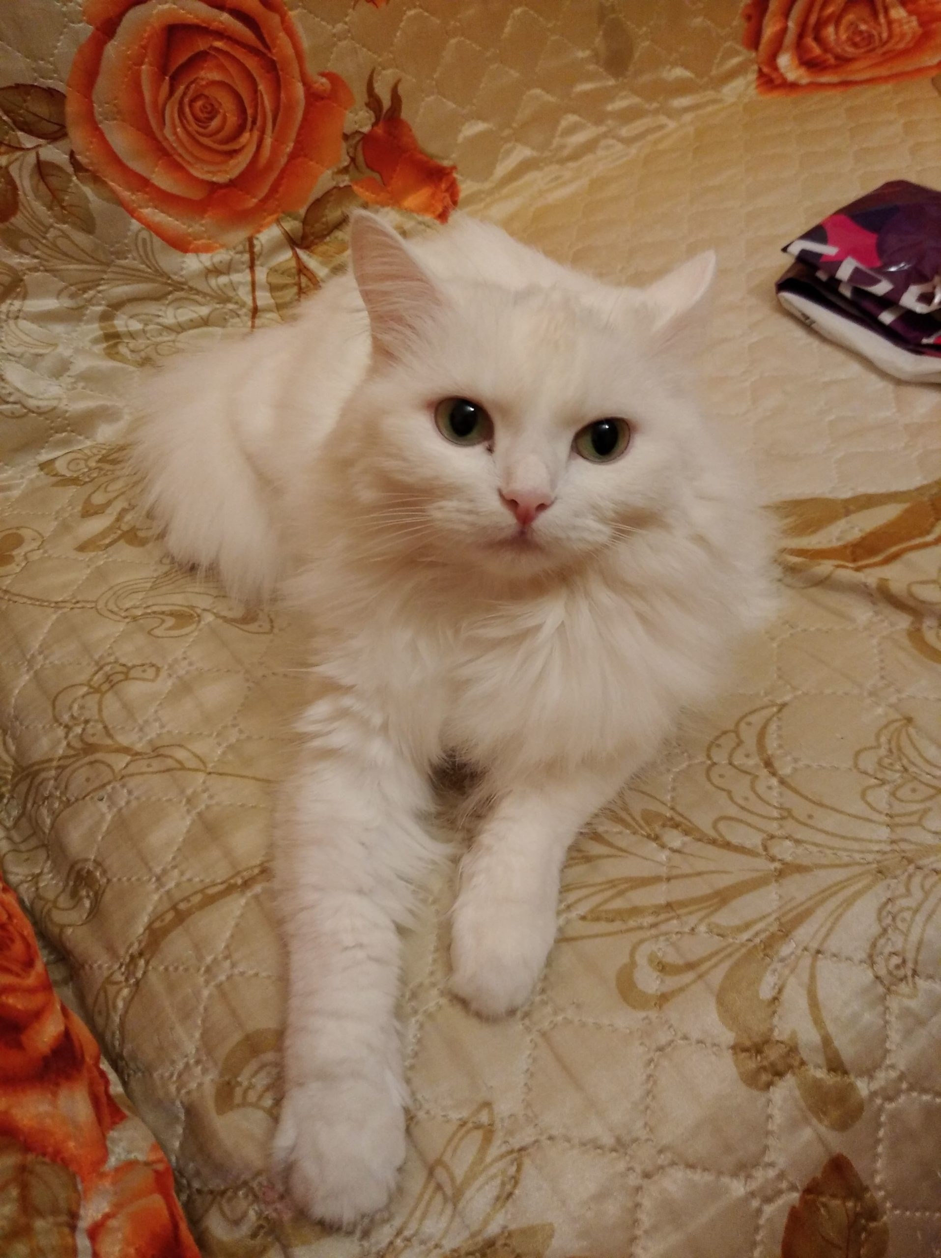 Турецкая ангора кошка фото рыжая