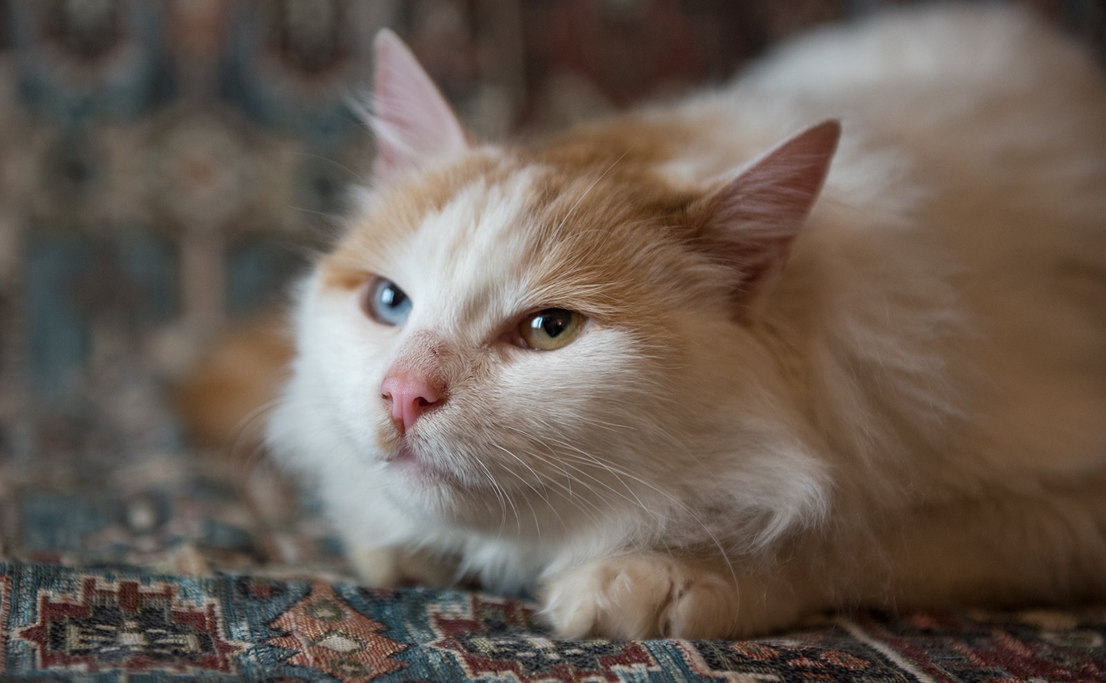 Ванский кот. Турецкий Ван. Турецкий Ван кот. Турецкий Ван фото. Кот турецкий Ван фото.