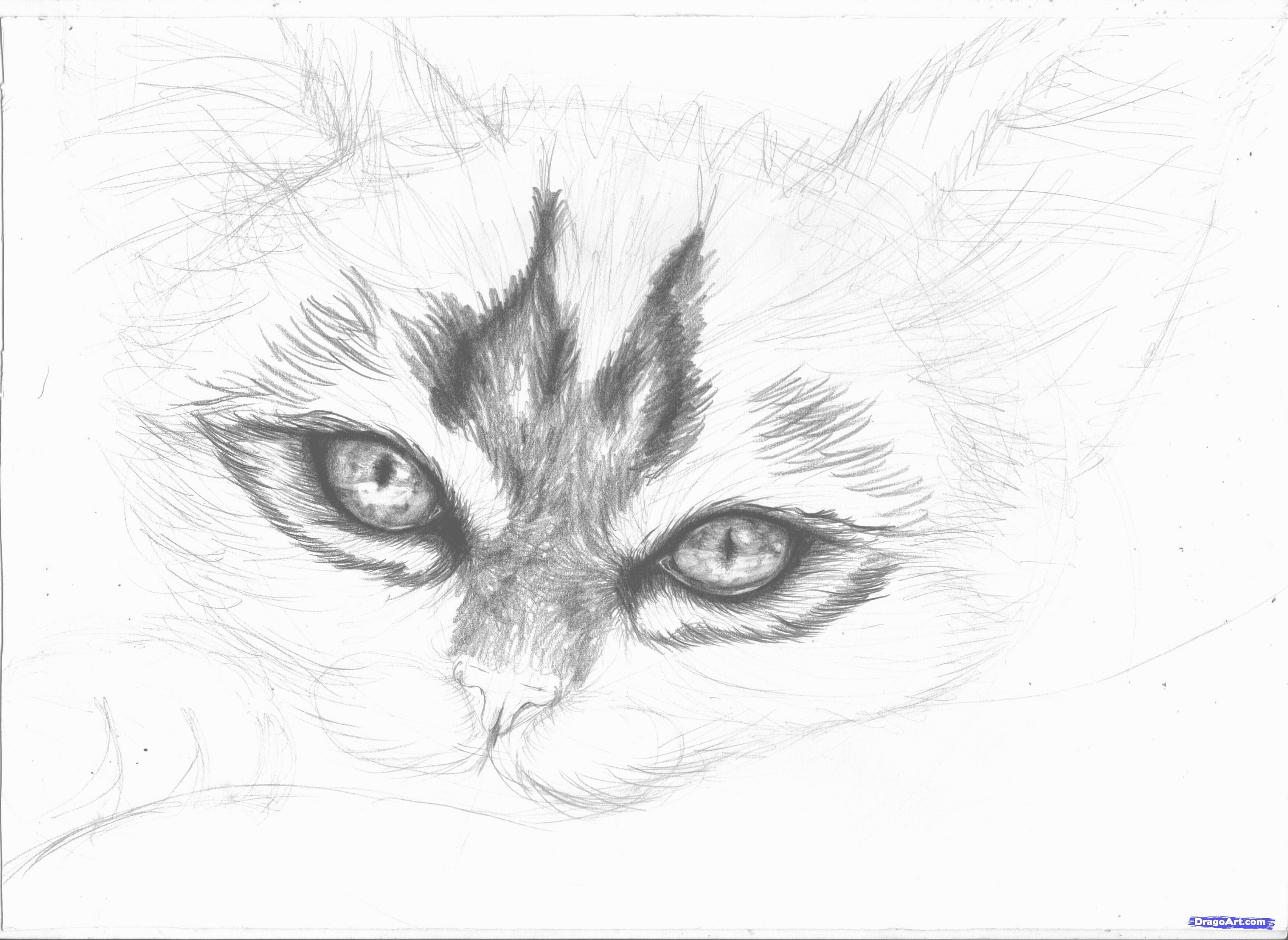 Покажите красивые рисунки рисовать. Рисунки карандашом. Красивые рисунки карандашом. Красивые рисунки кошек карандашом. Сложные рисунки карандашом.