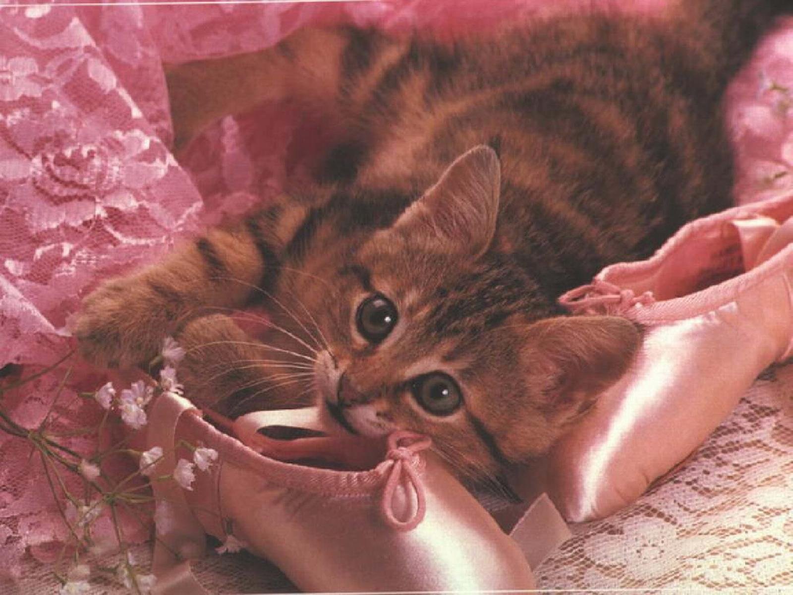 Пару милых кисок. Розовый котенок. Котик на розовом фоне. Розовая кошка. Котенок в розовых цветах.