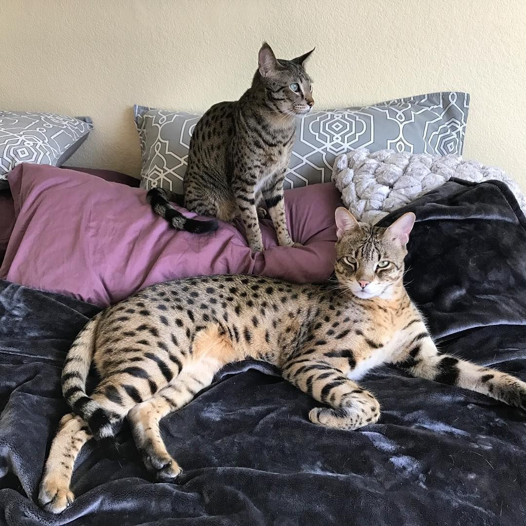 домашние большие кошки фотографии