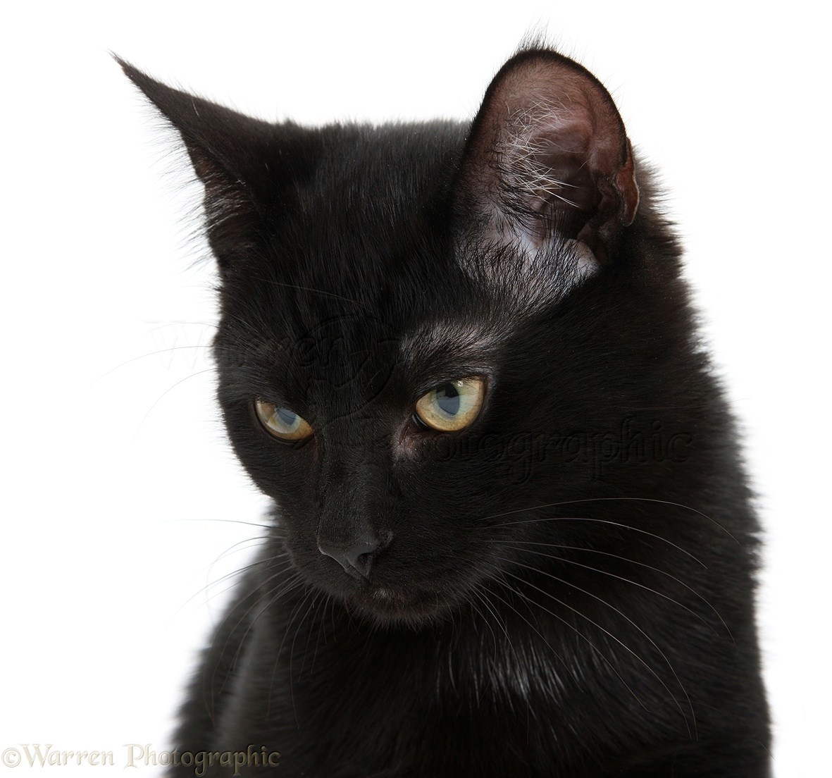 Черный кот в профиль