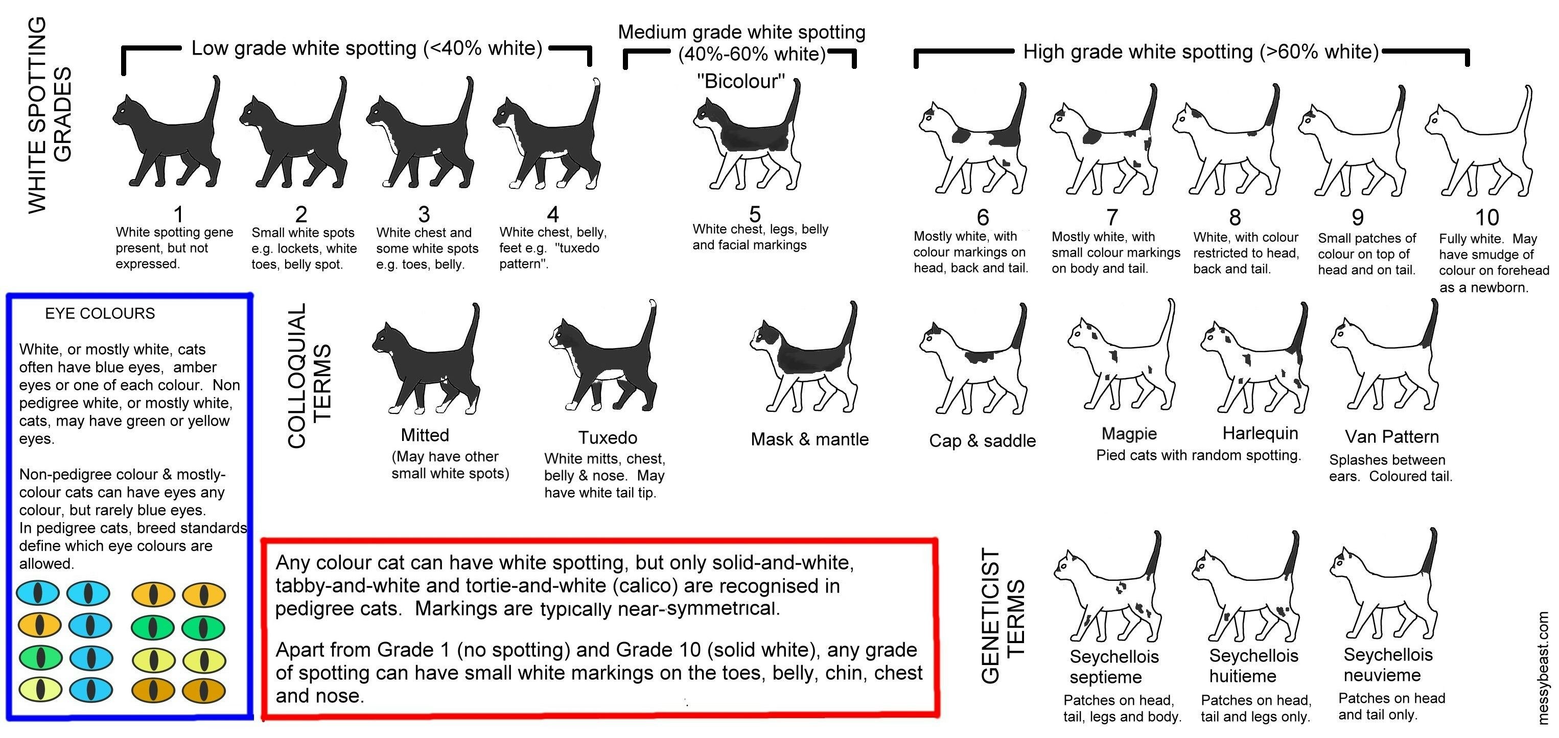 Как определить Возраст котят таблица