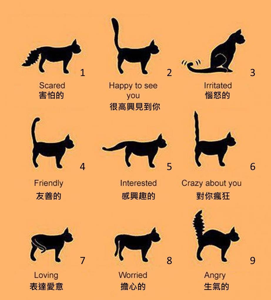 Язык тела кошек