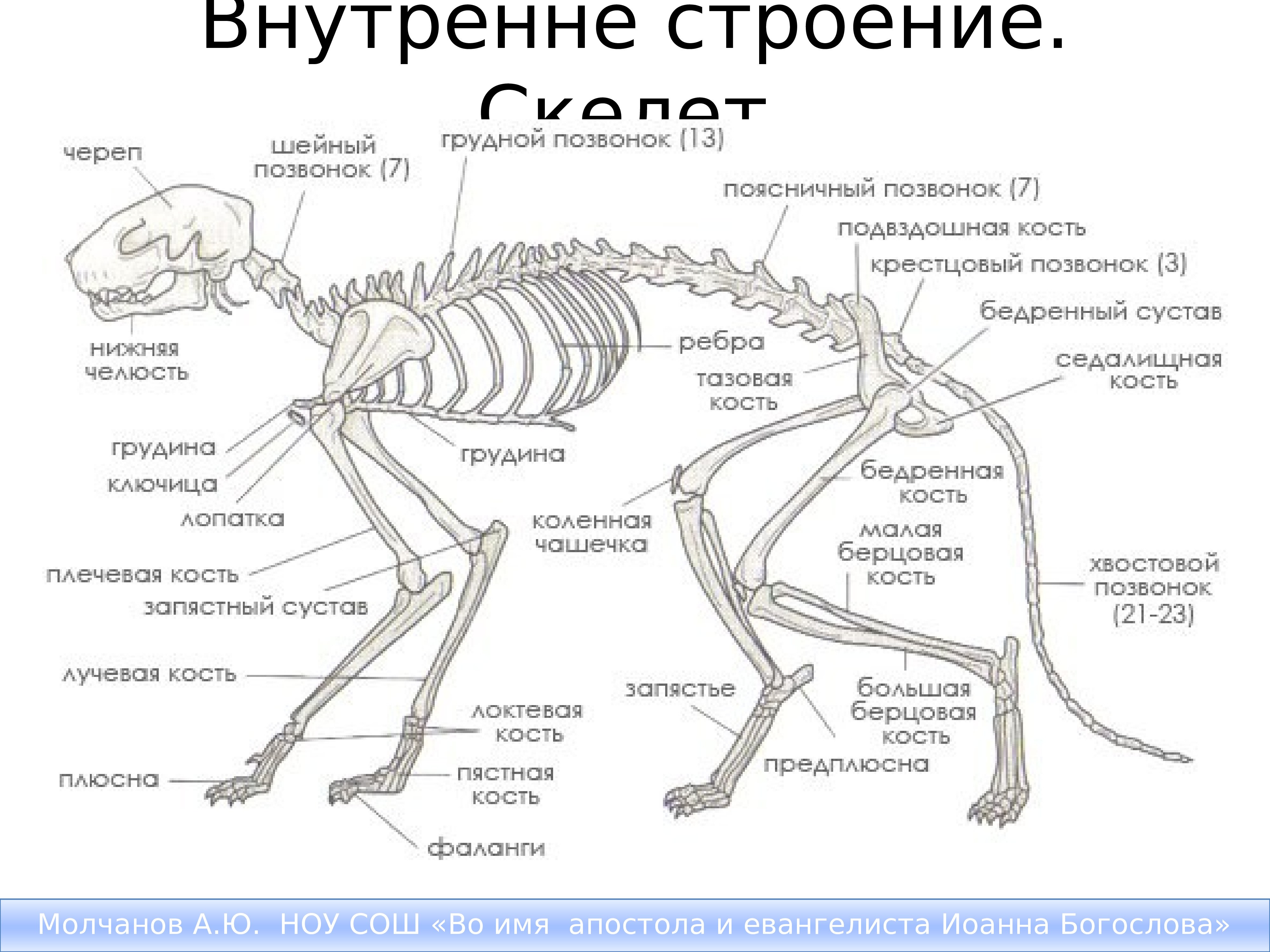 Презентация скелет млекопитающих 7 класс