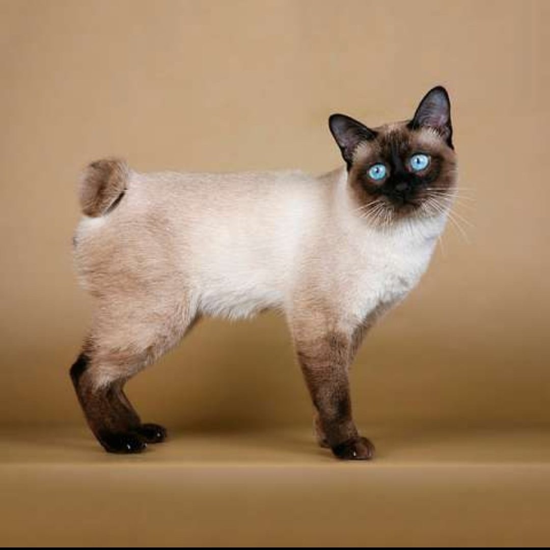 Королевская сиамская кошка - картинки и фото koshka.top