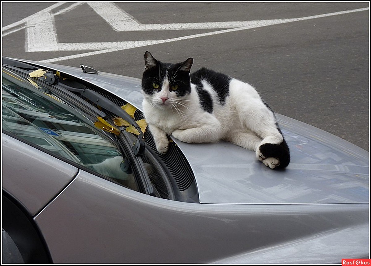 Кот на капоте машины