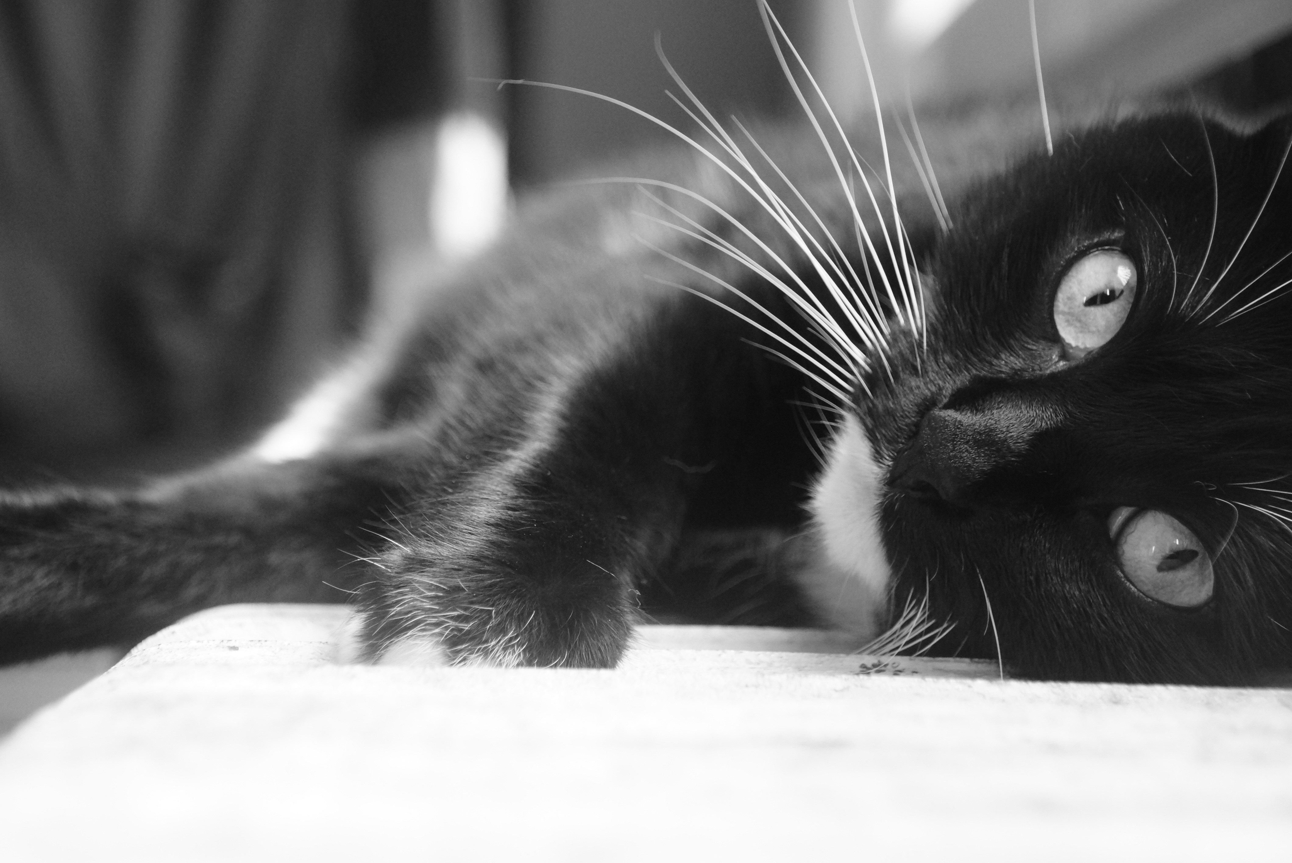 Черно белые картинки котят. Чёрный кот. Черно белая кошка. Котик черно белый. Черный и белый кот.