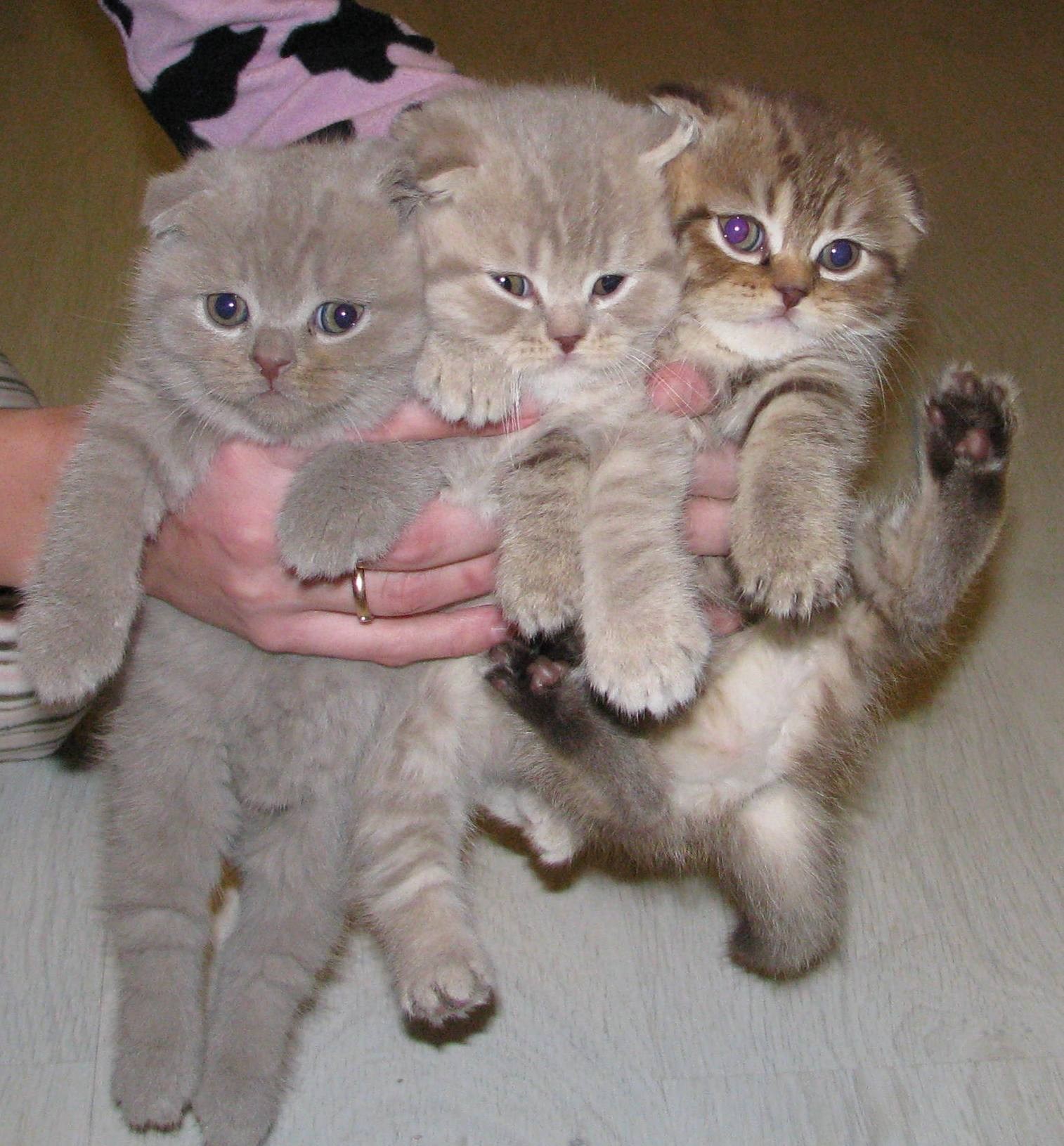 Продам породистых. Шотландские котята. Чистокровные Шотландские котята. Клубные котята. Шотландские котята фото.