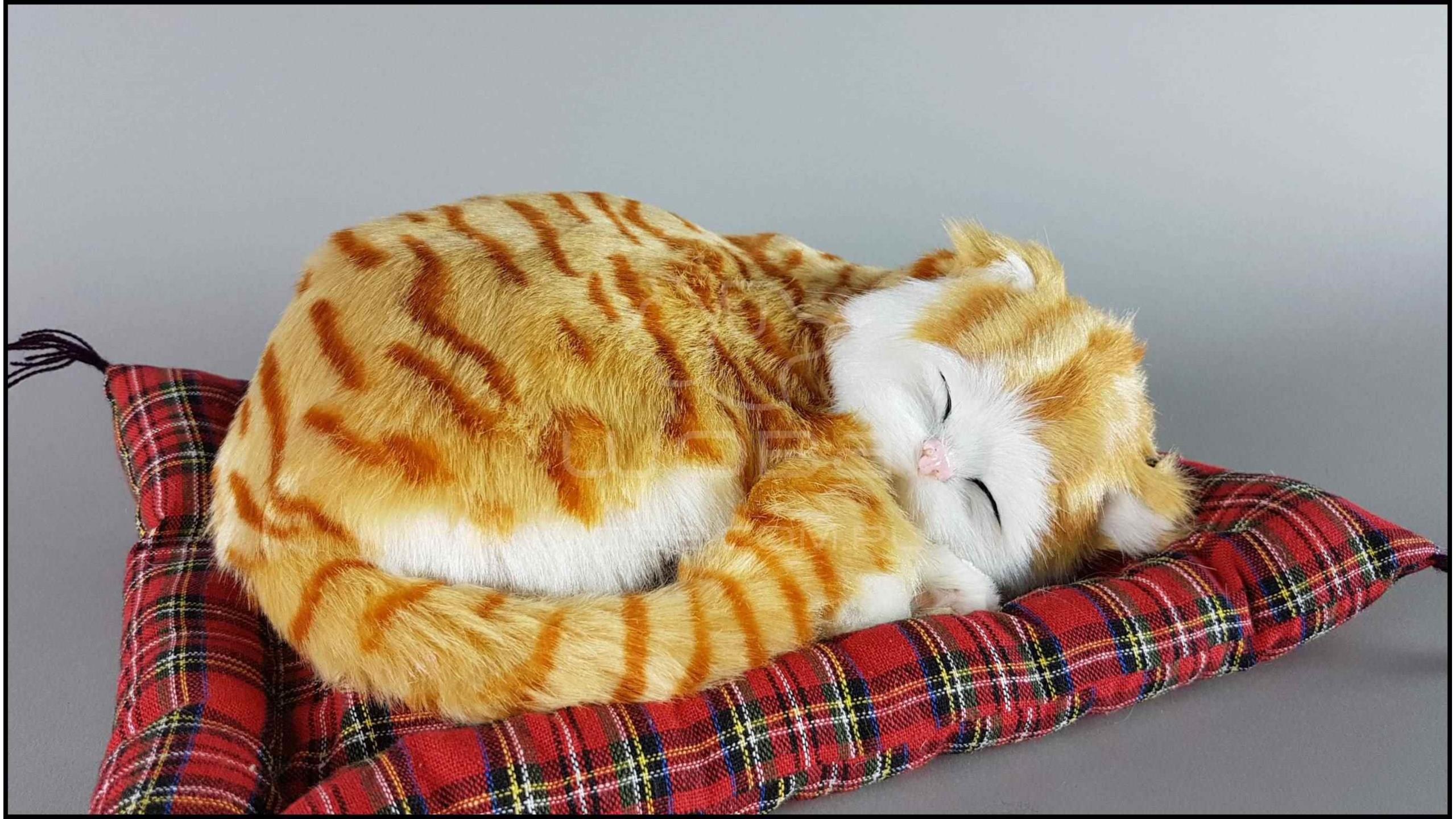Видео спящего кота. Спящий кот. Кот-подушка. Подушка "котёнок".