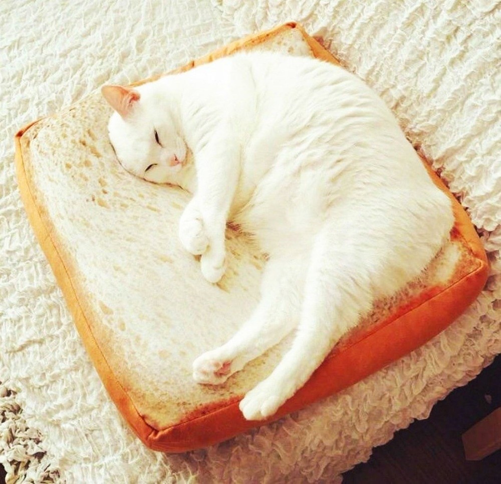 белый кот на диване