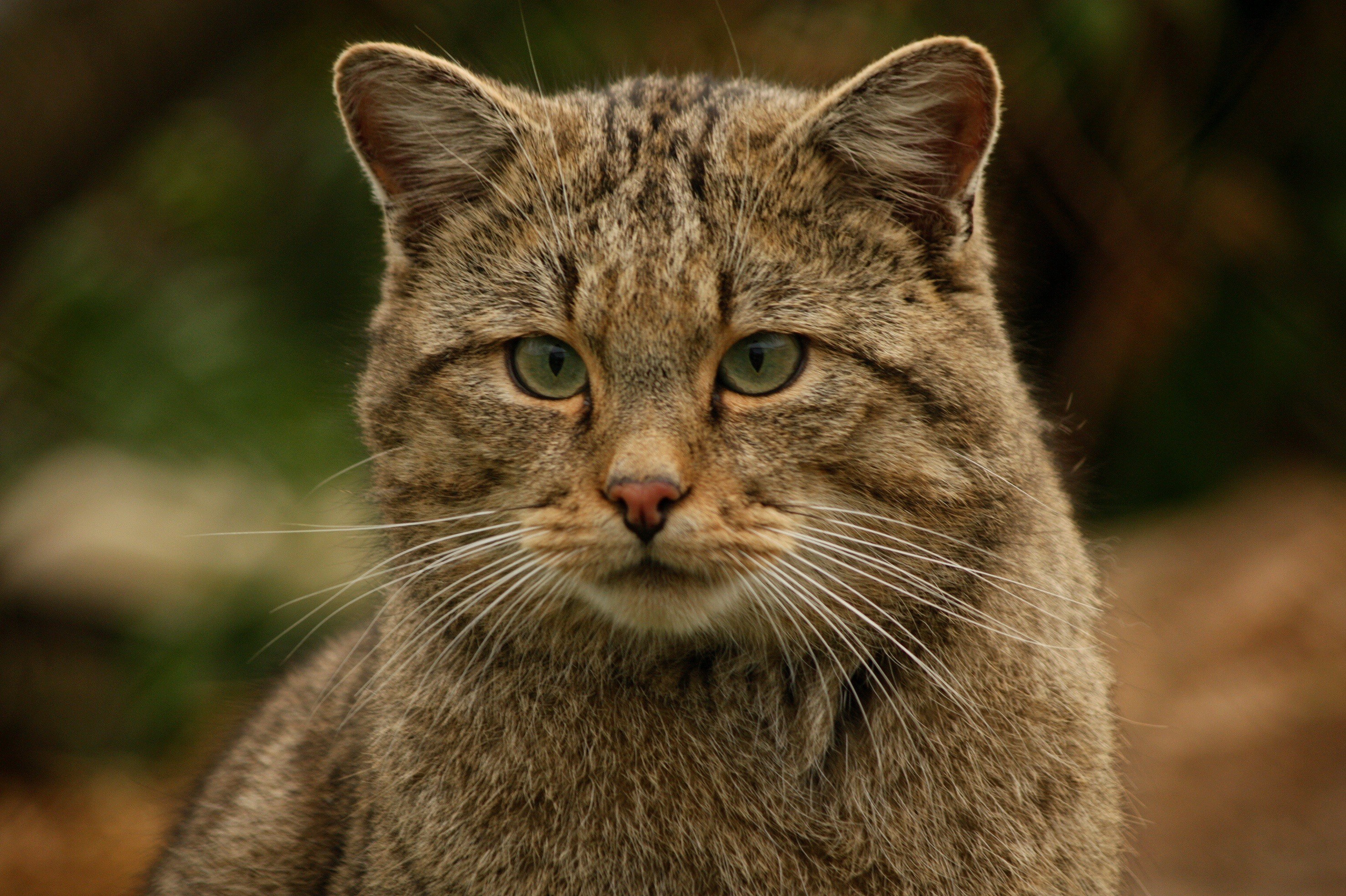 Wildcat. Шотландская Лесная кошка. Европейский дикий Лесной кот. Степная кошка. Кошачья морда Дикая.