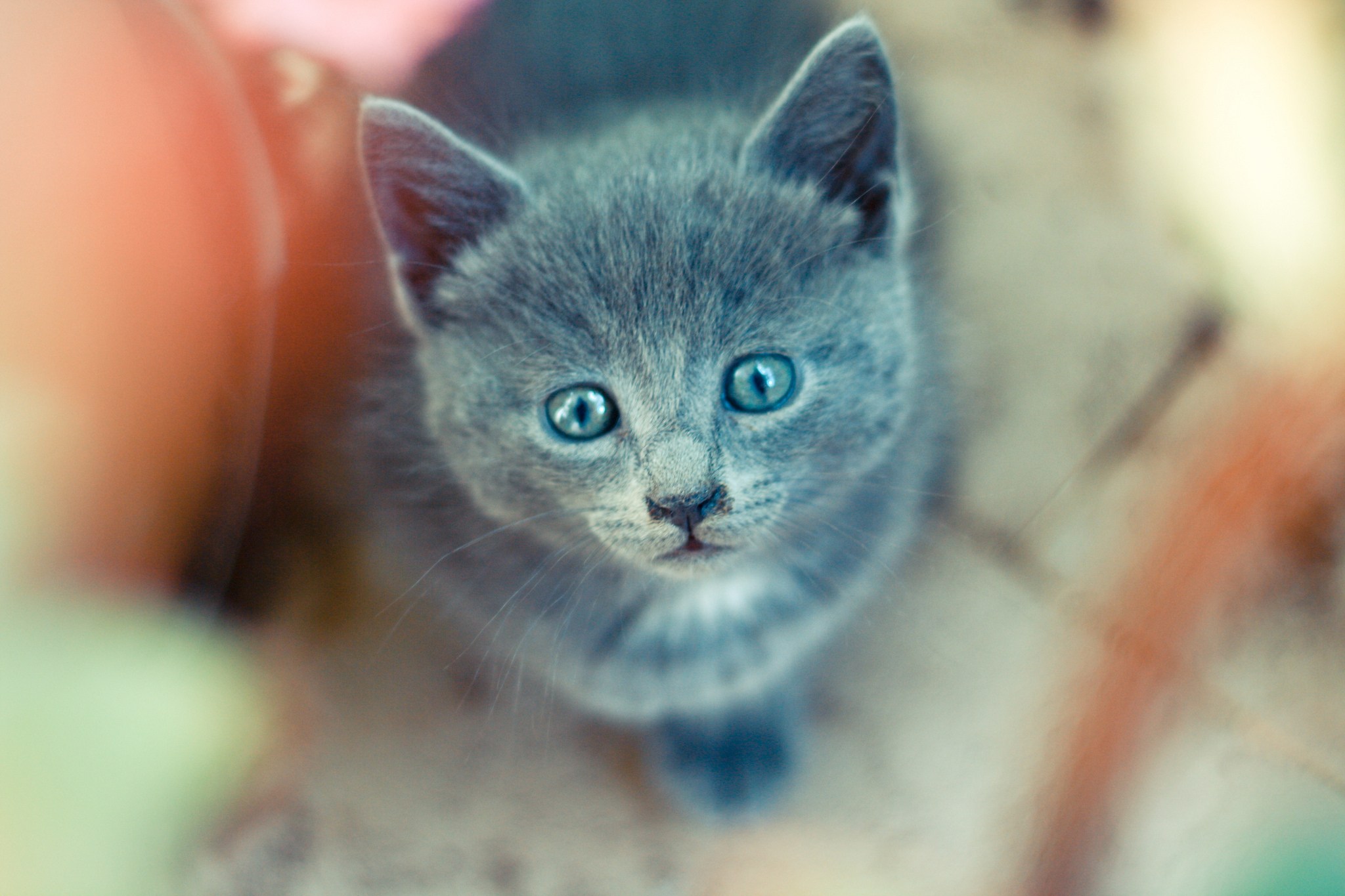 Дымчатый котенок с голубыми глазами
