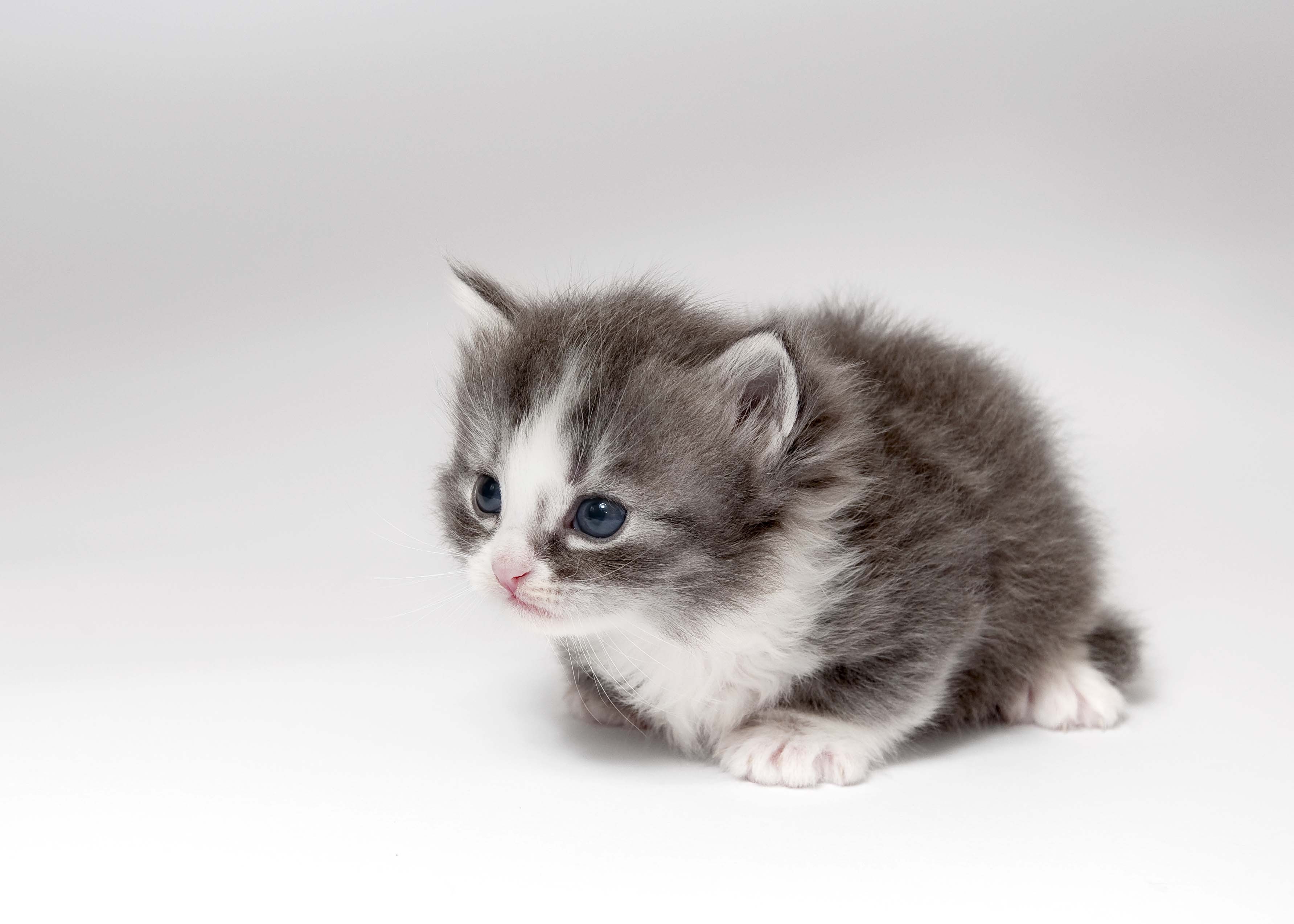 Маленькие кошки купить. Маленькие котята пушистые. Маленький котенок. Серо-белый котёнок. Серый котёнок.