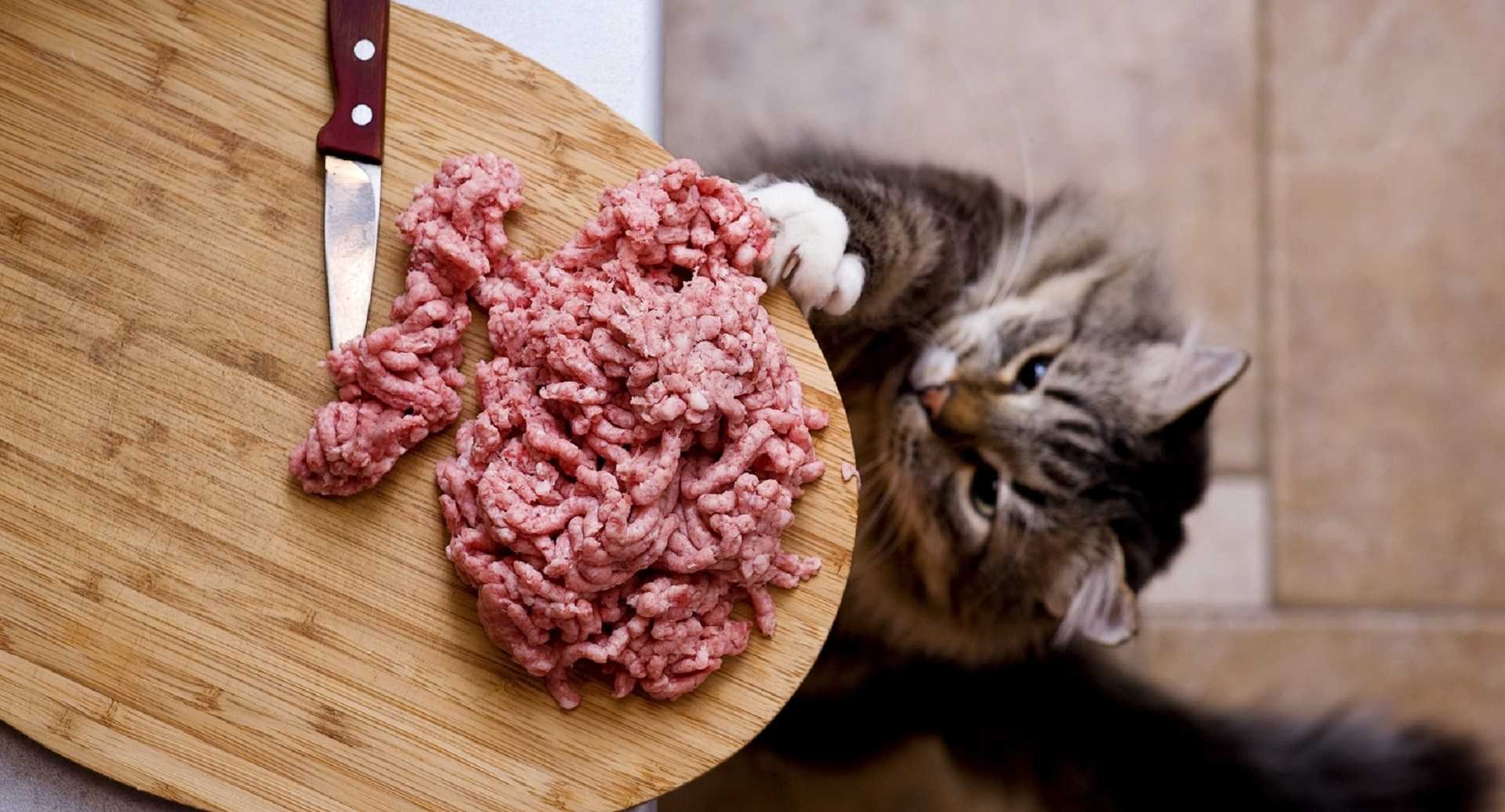 Можно котам давать сырое мясо. Кот ворует колбасу. Коты и еда.